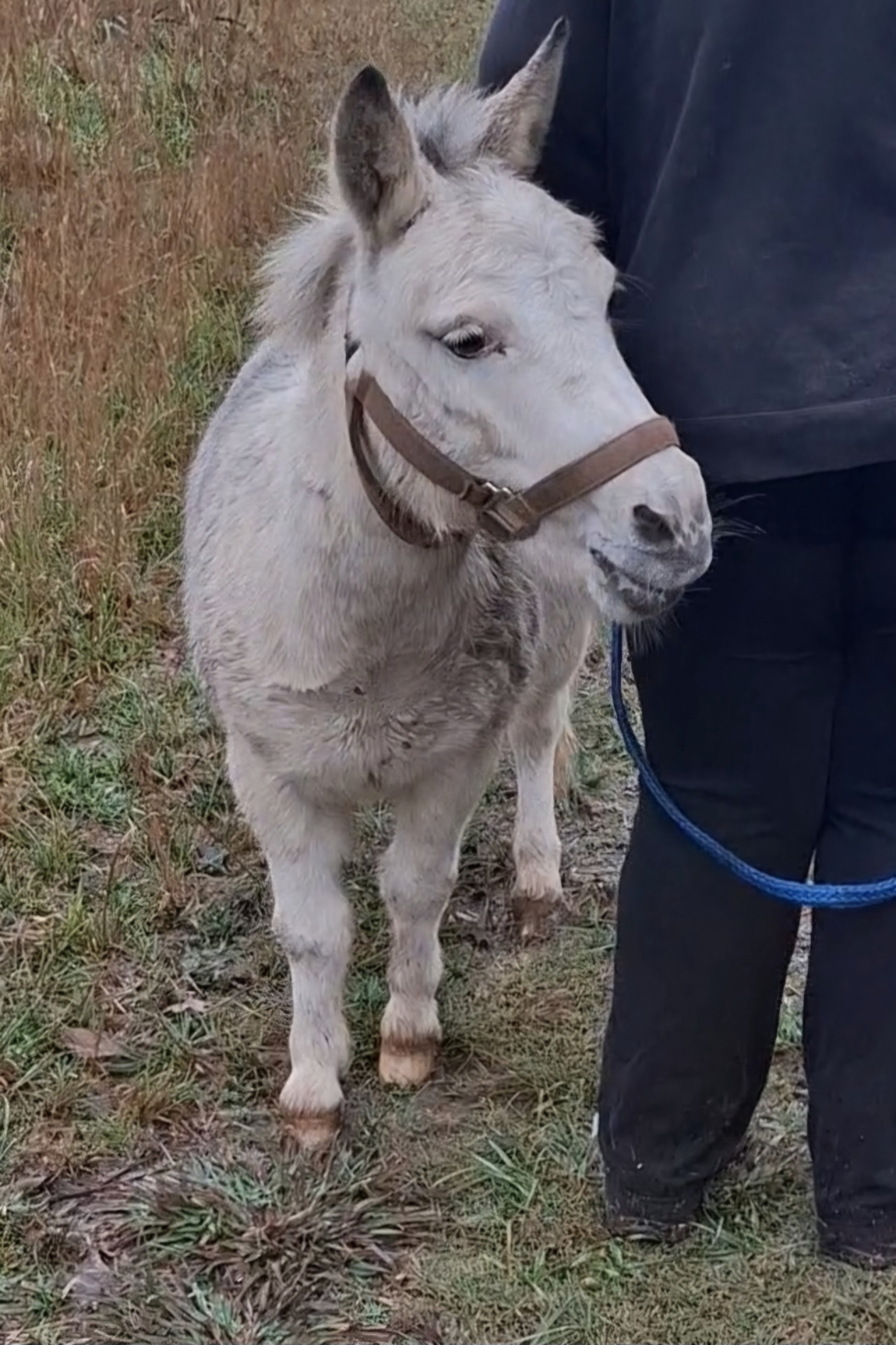 Farm animal profile at Triple 5 Farms