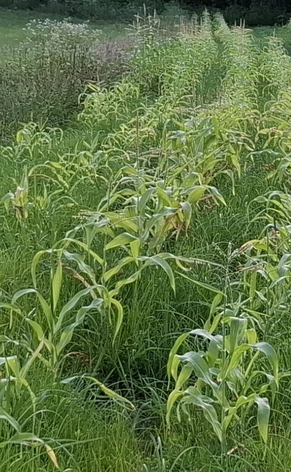 Soil and planting area on the farm