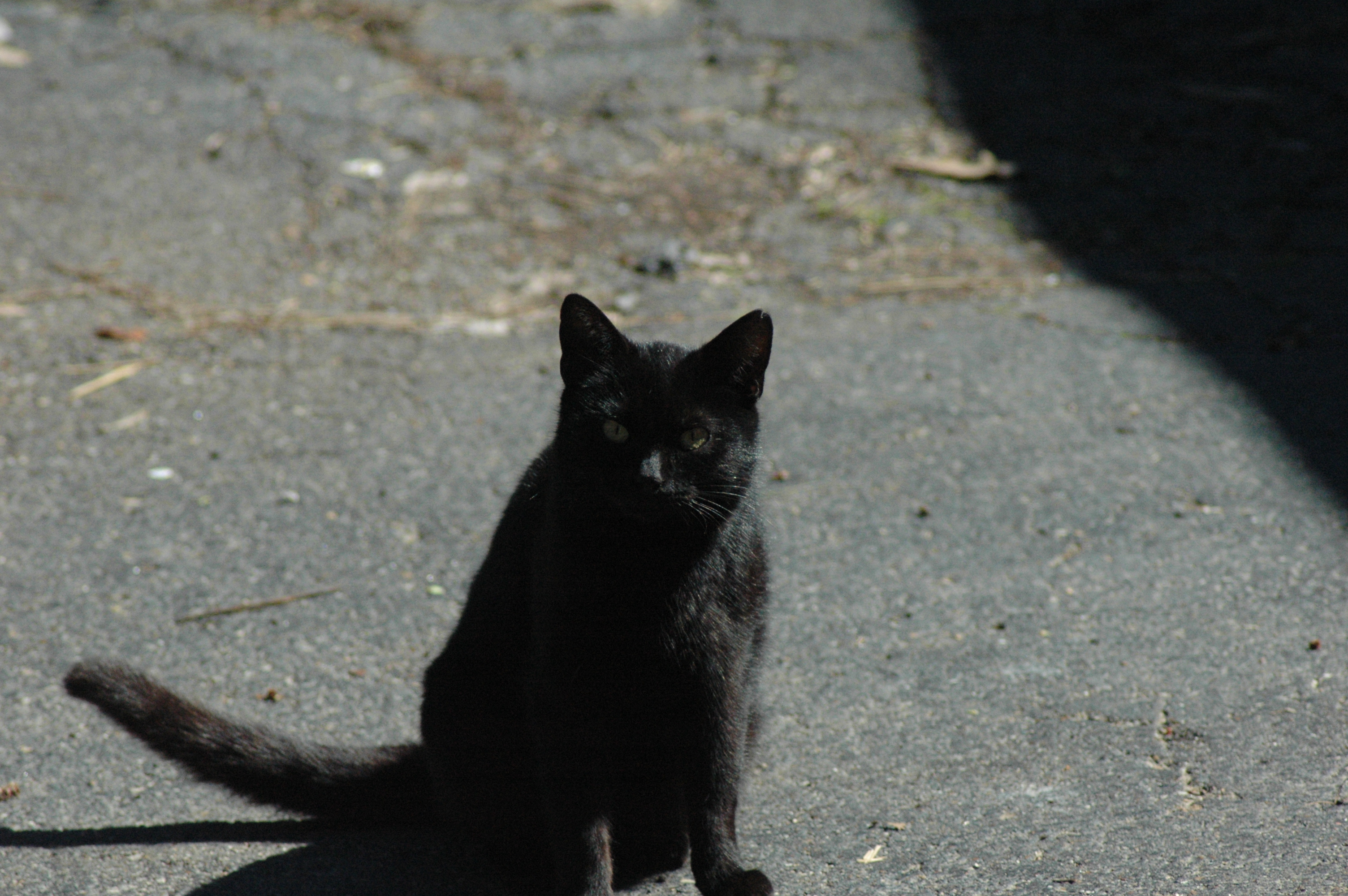 Working barn cat at Triple 5 Farms