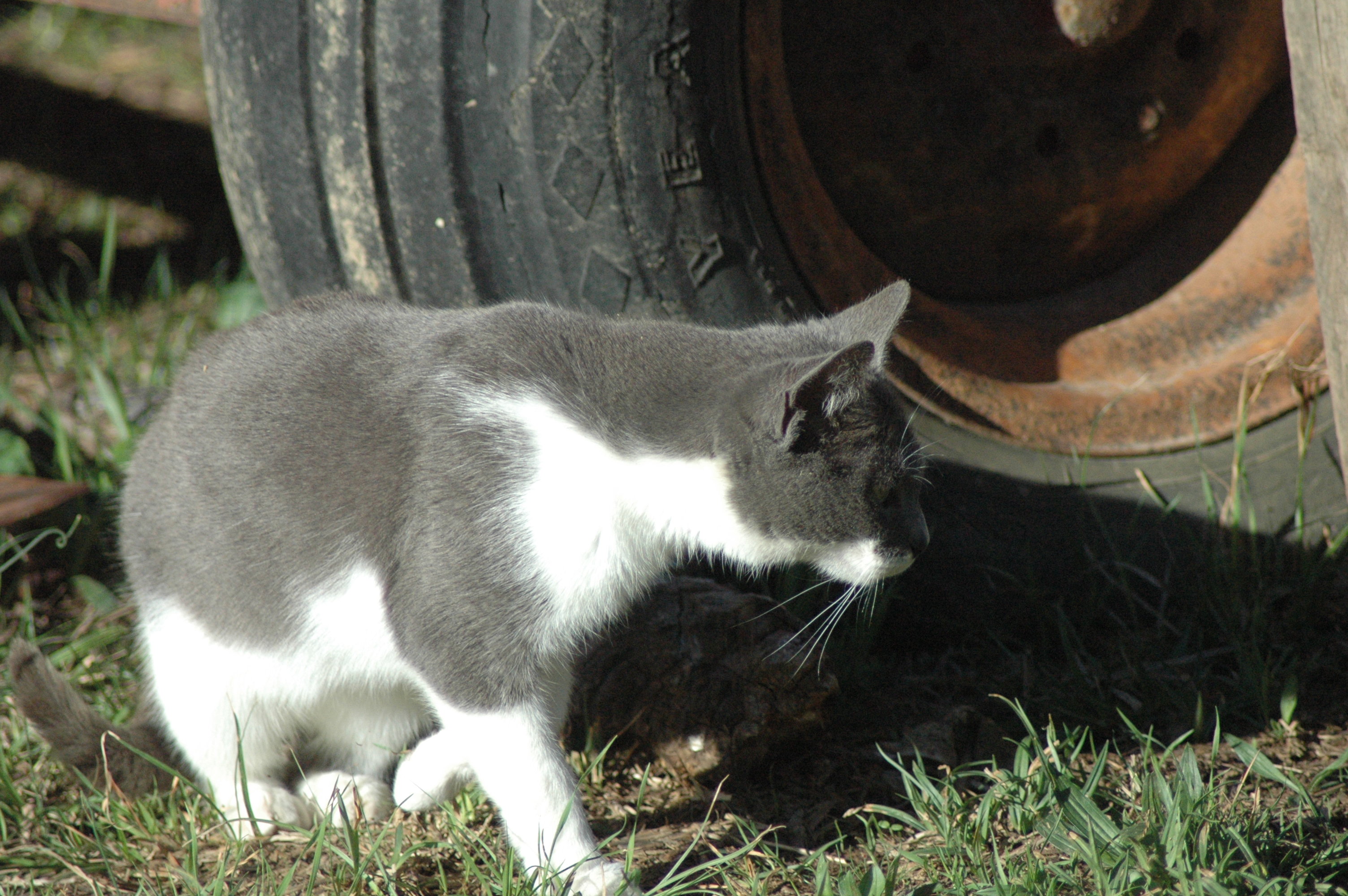 Working barn cat at Triple 5 Farms