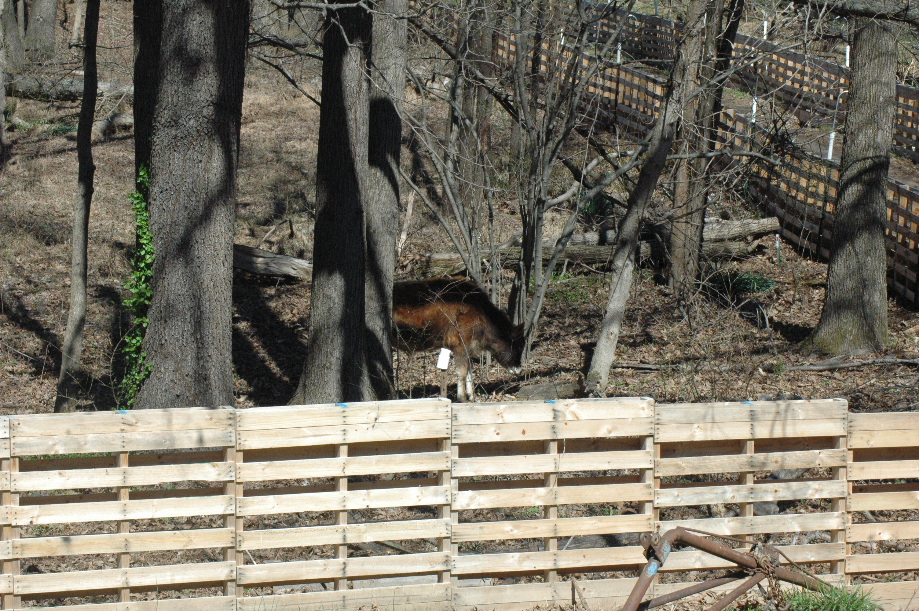 Ferdinand the Jersey cow at Triple 5 Farms