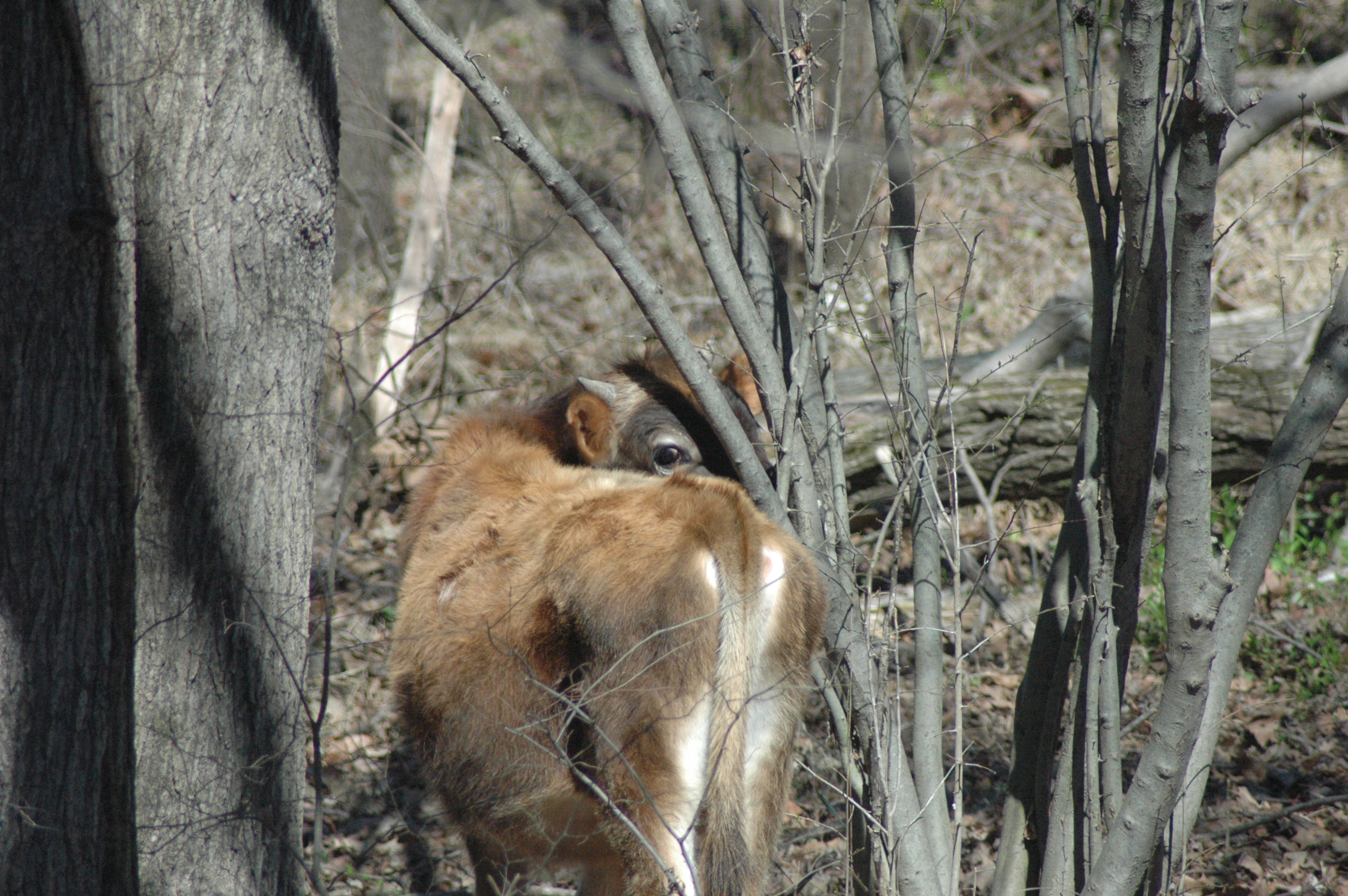 Ferdinand the Jersey cow at Triple 5 Farms