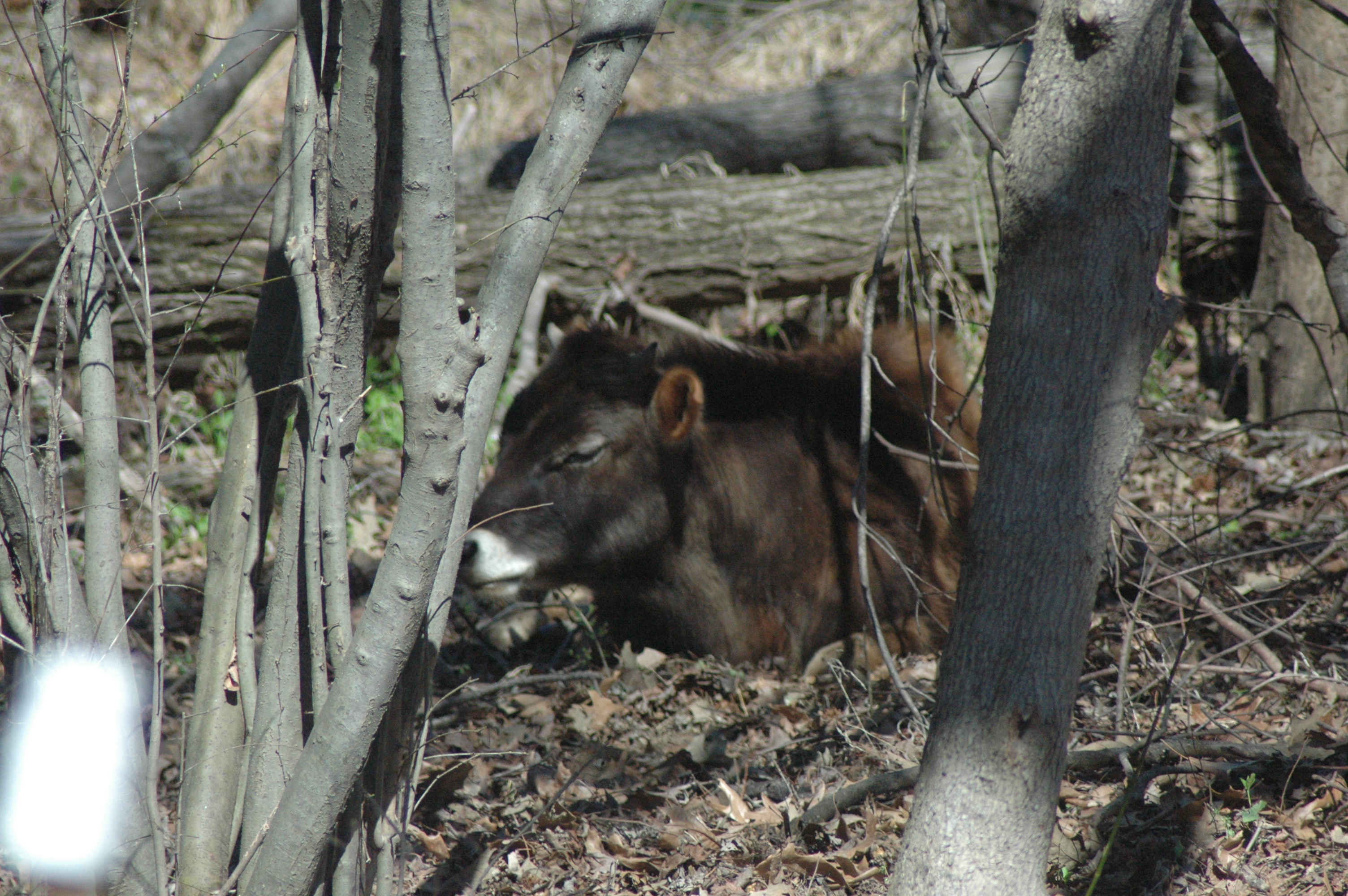 Ferdinand the Jersey cow at Triple 5 Farms