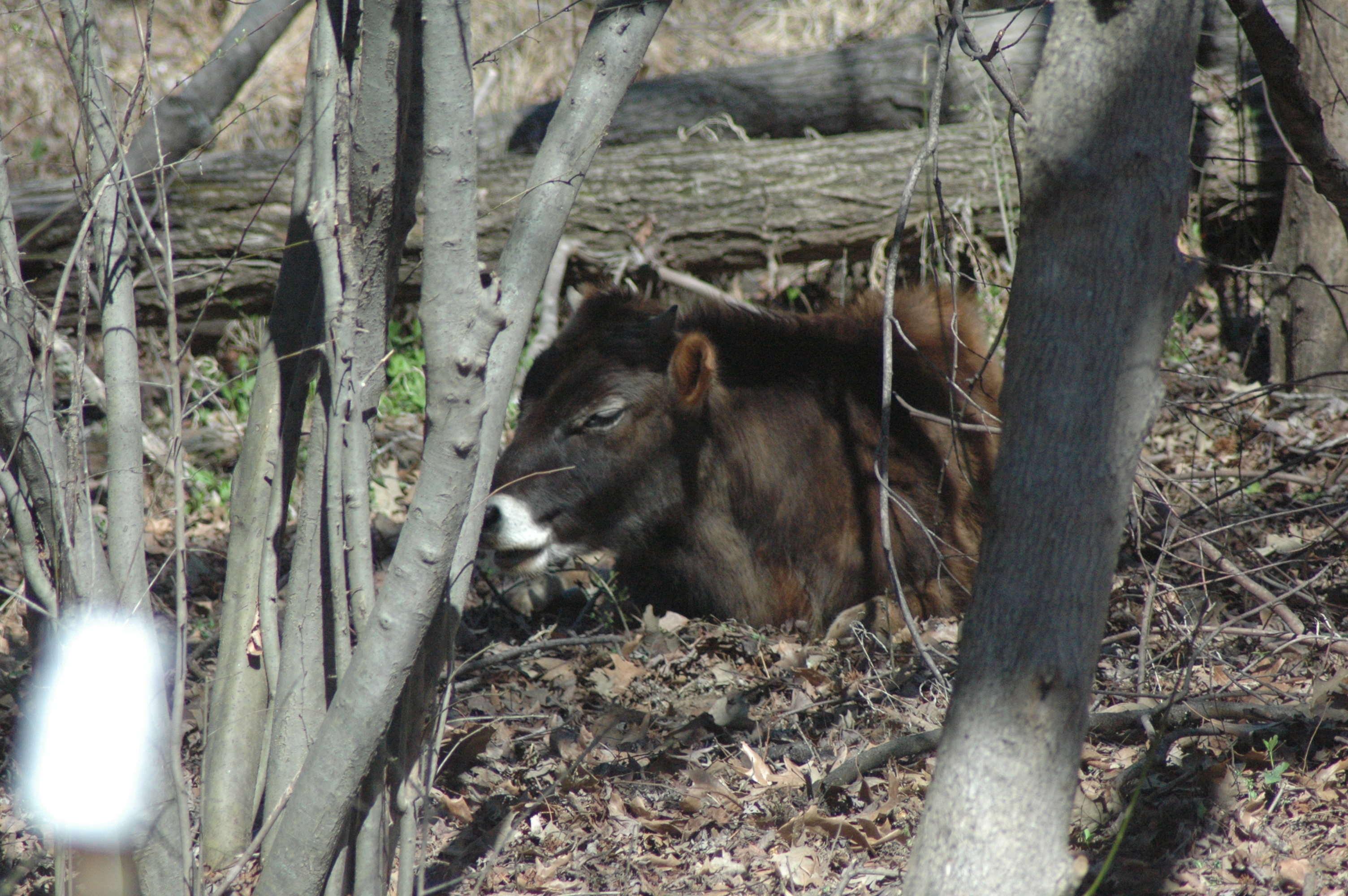 Ferdinand the Jersey cow at Triple 5 Farms