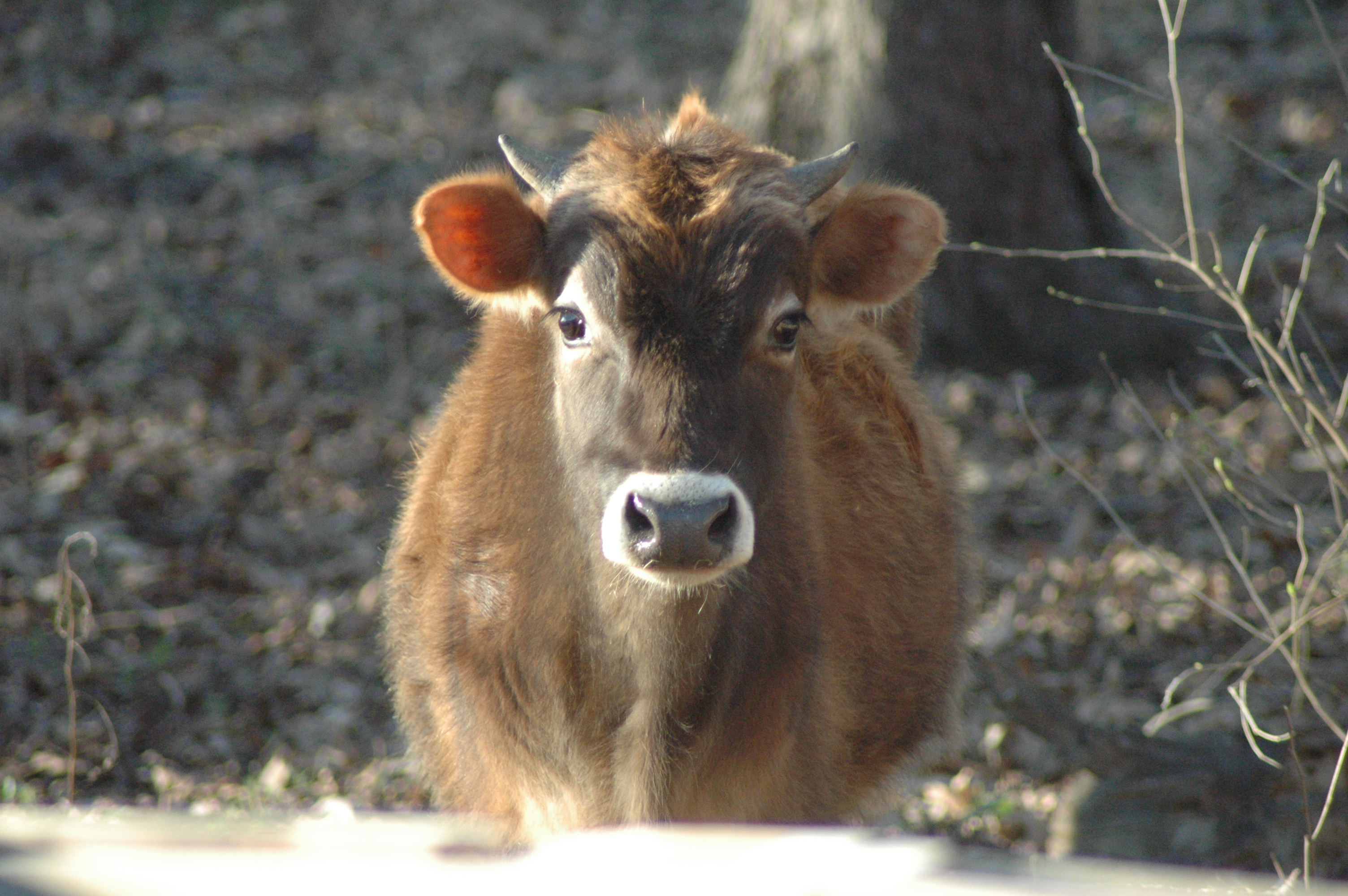 Ferdinand the Jersey cow at Triple 5 Farms