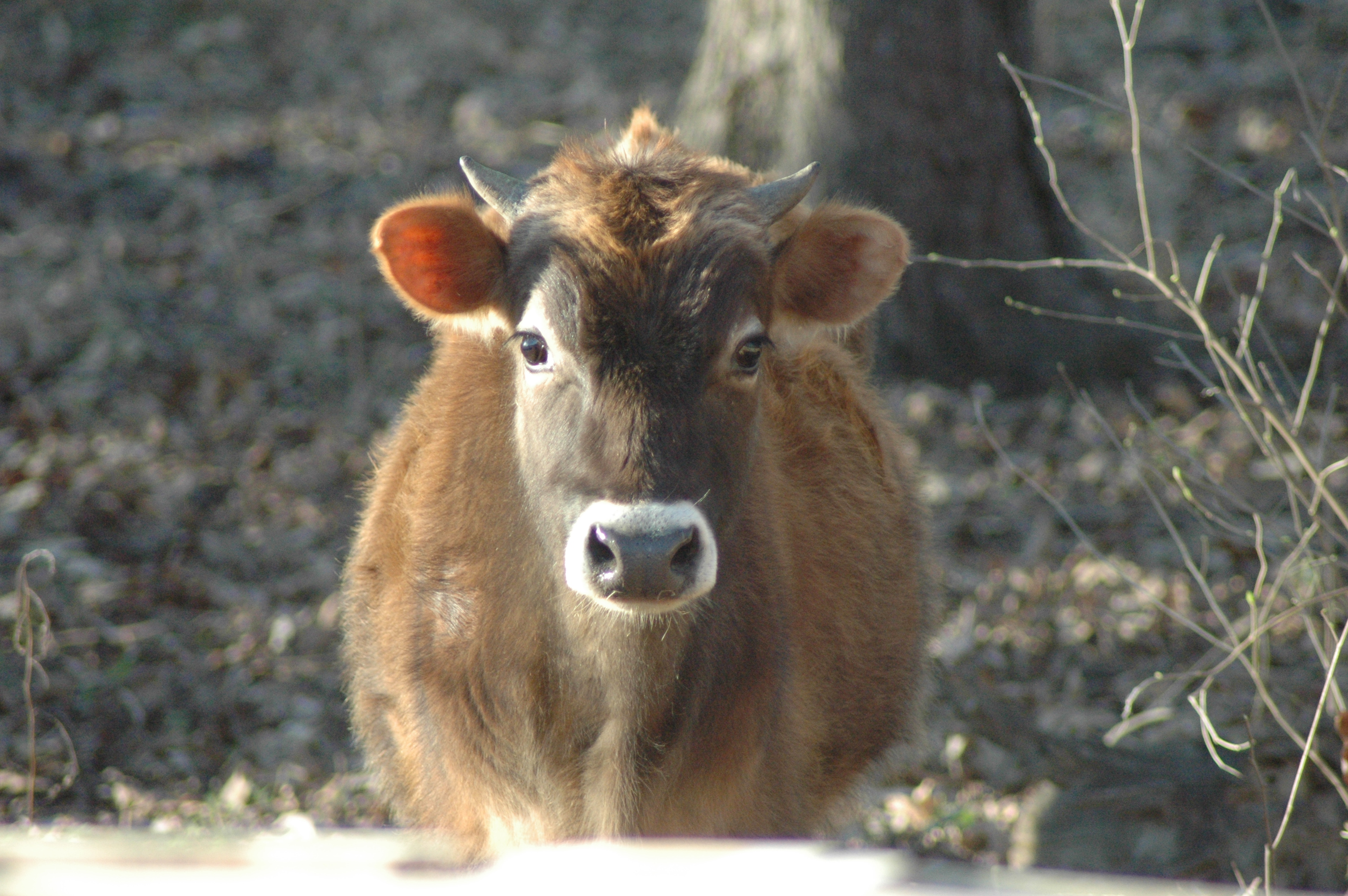 Ferdinand the Jersey cow at Triple 5 Farms