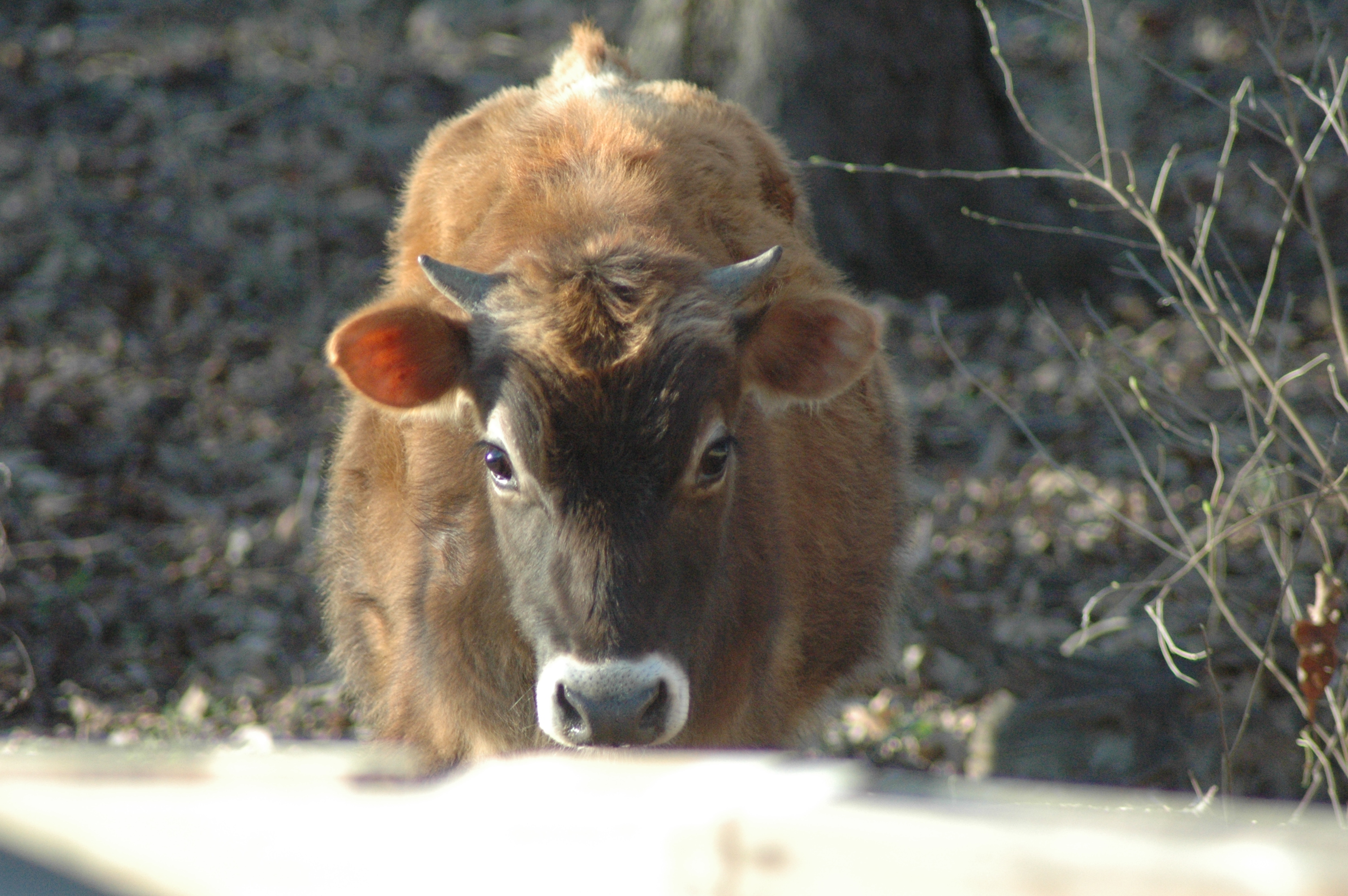 Ferdinand the Jersey cow at Triple 5 Farms
