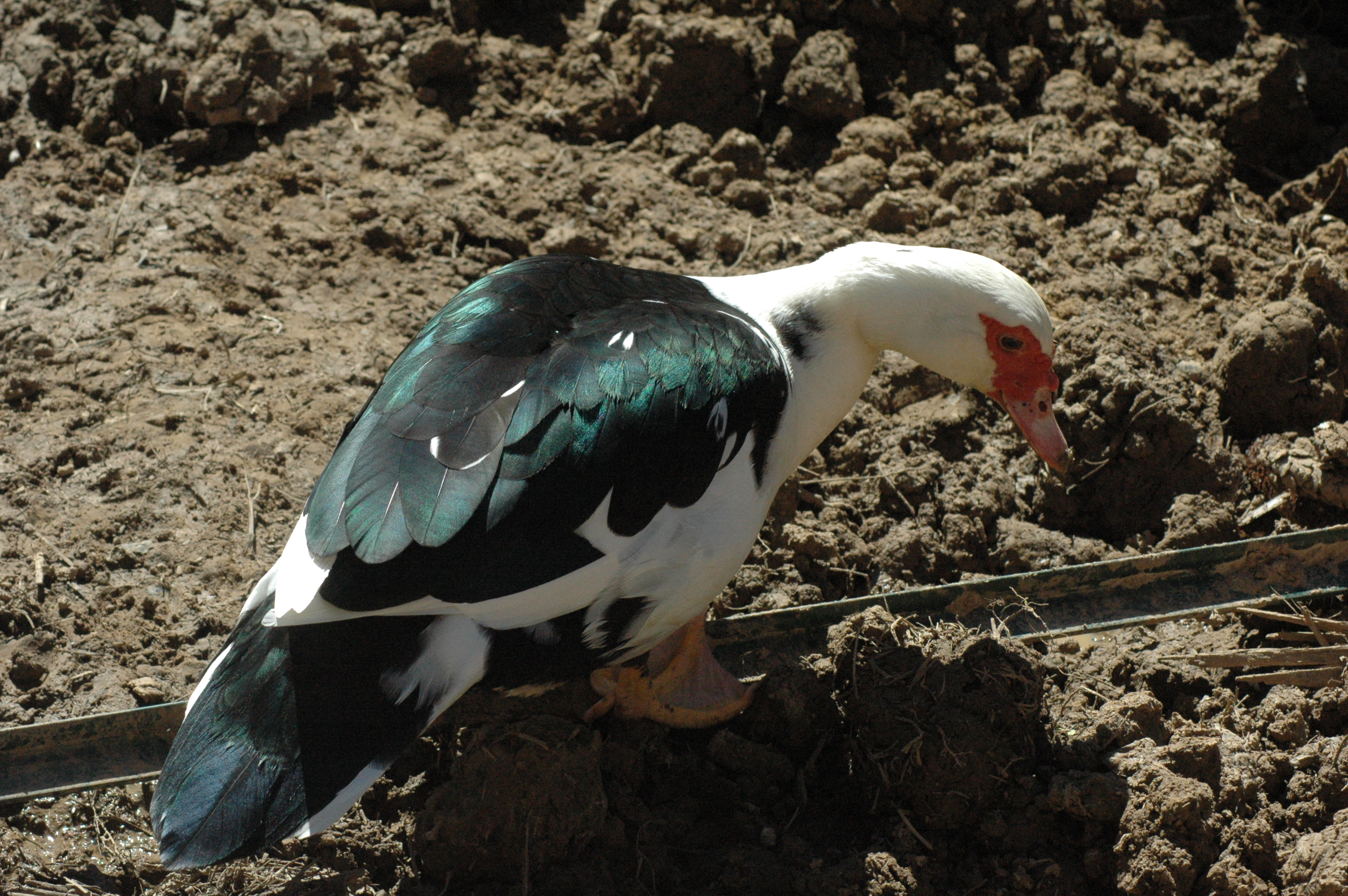 Muscovy Ducks at Triple 5 Farms