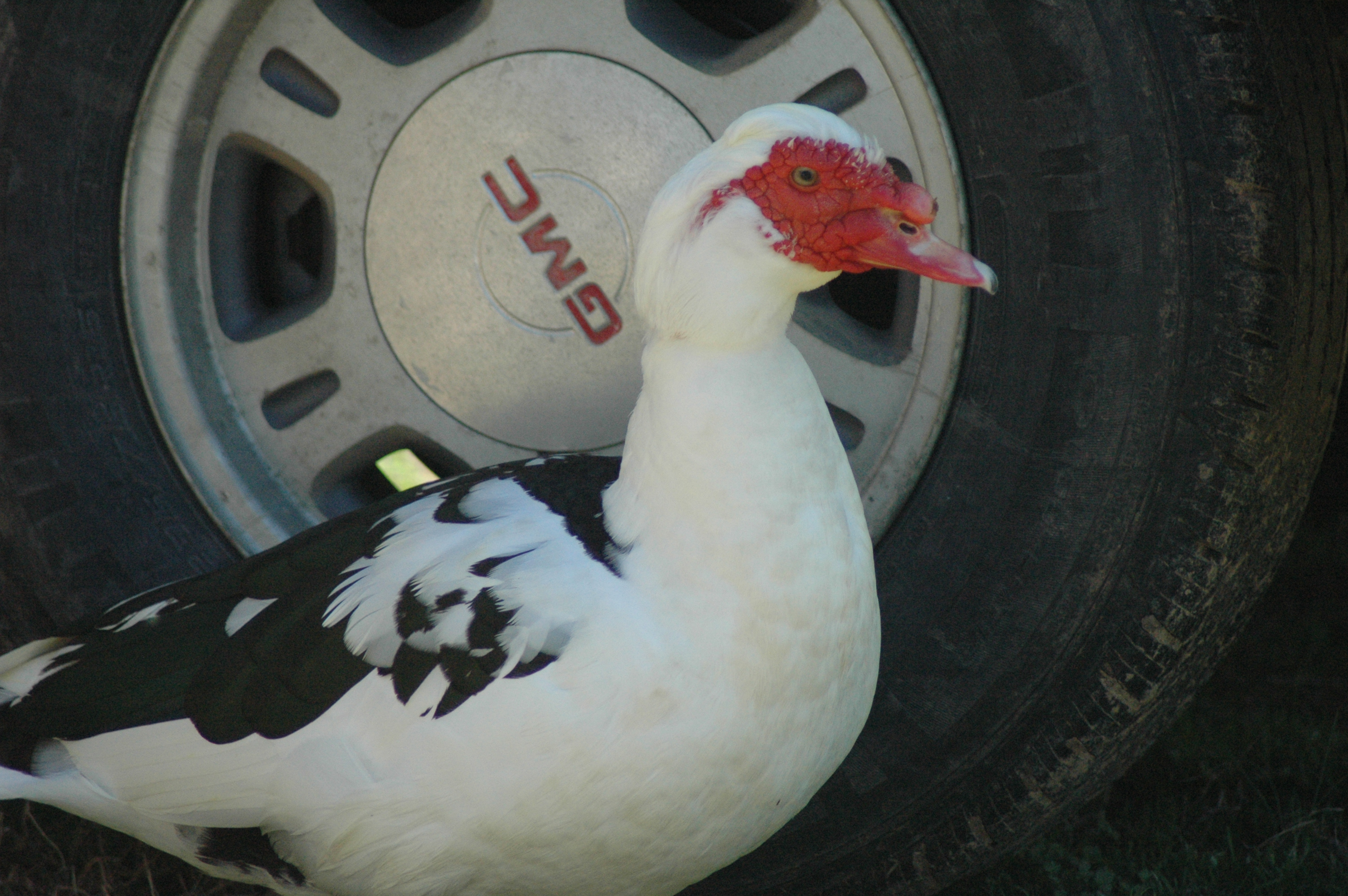 Muscovy ducks at Triple 5 Farms