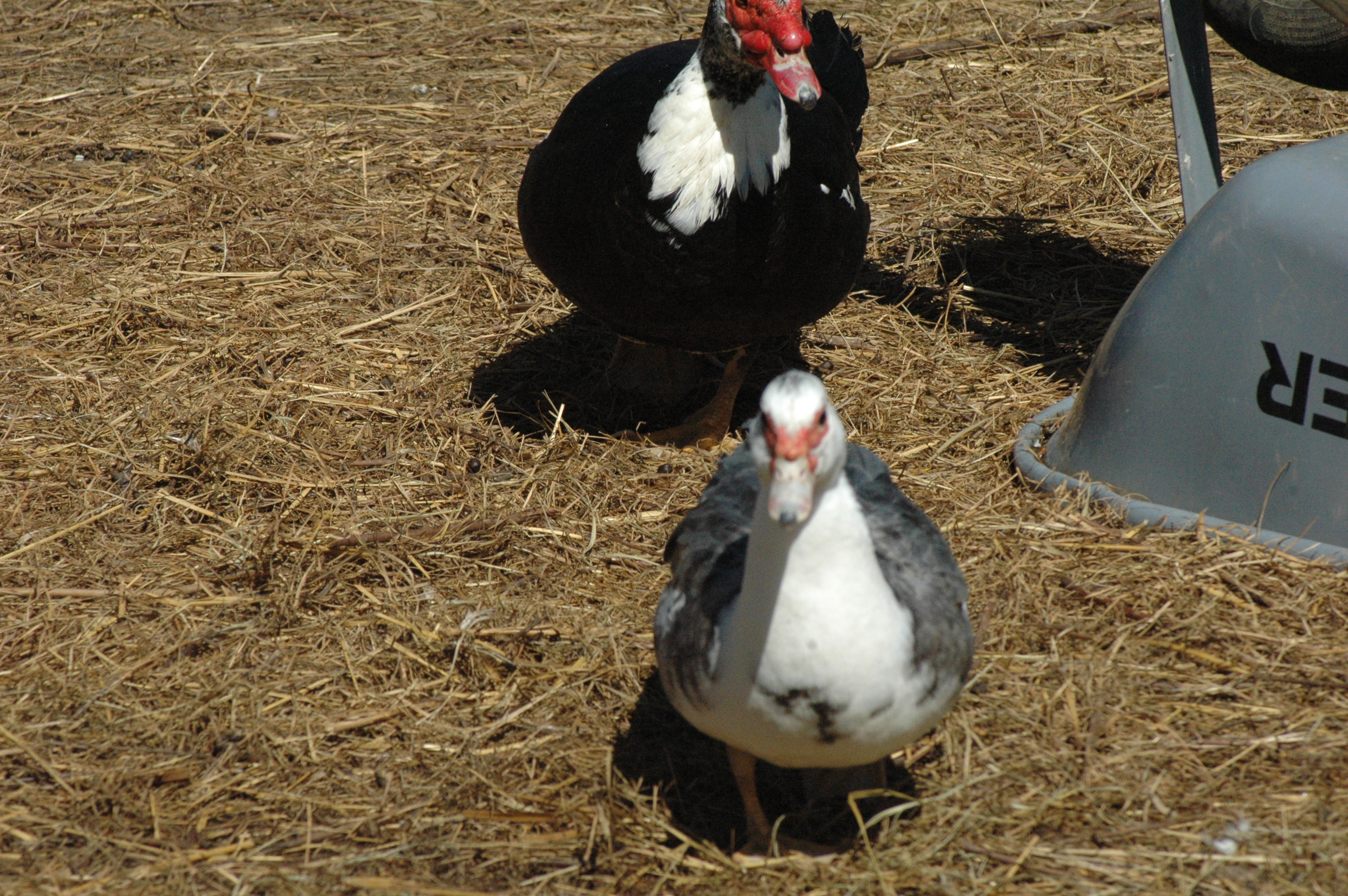 Muscovy ducks at Triple 5 Farms