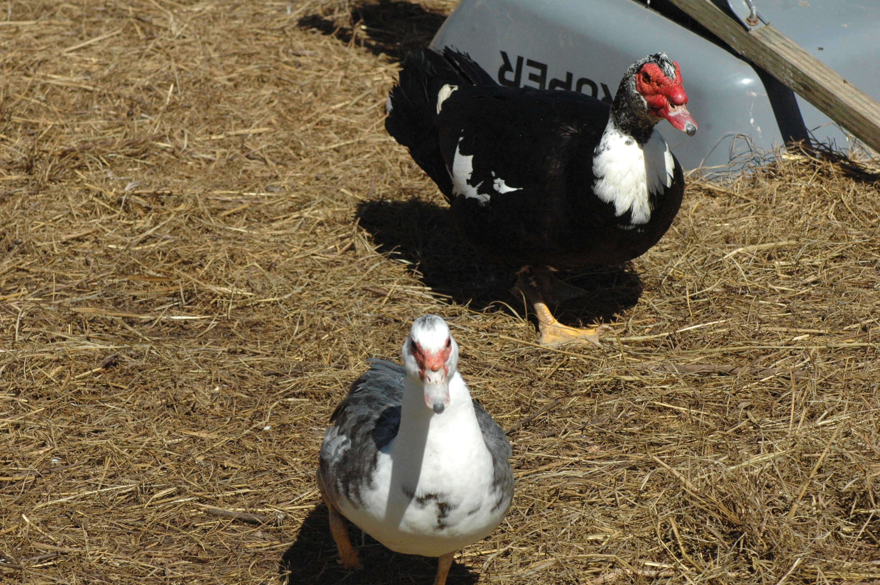 Muscovy ducks at Triple 5 Farms