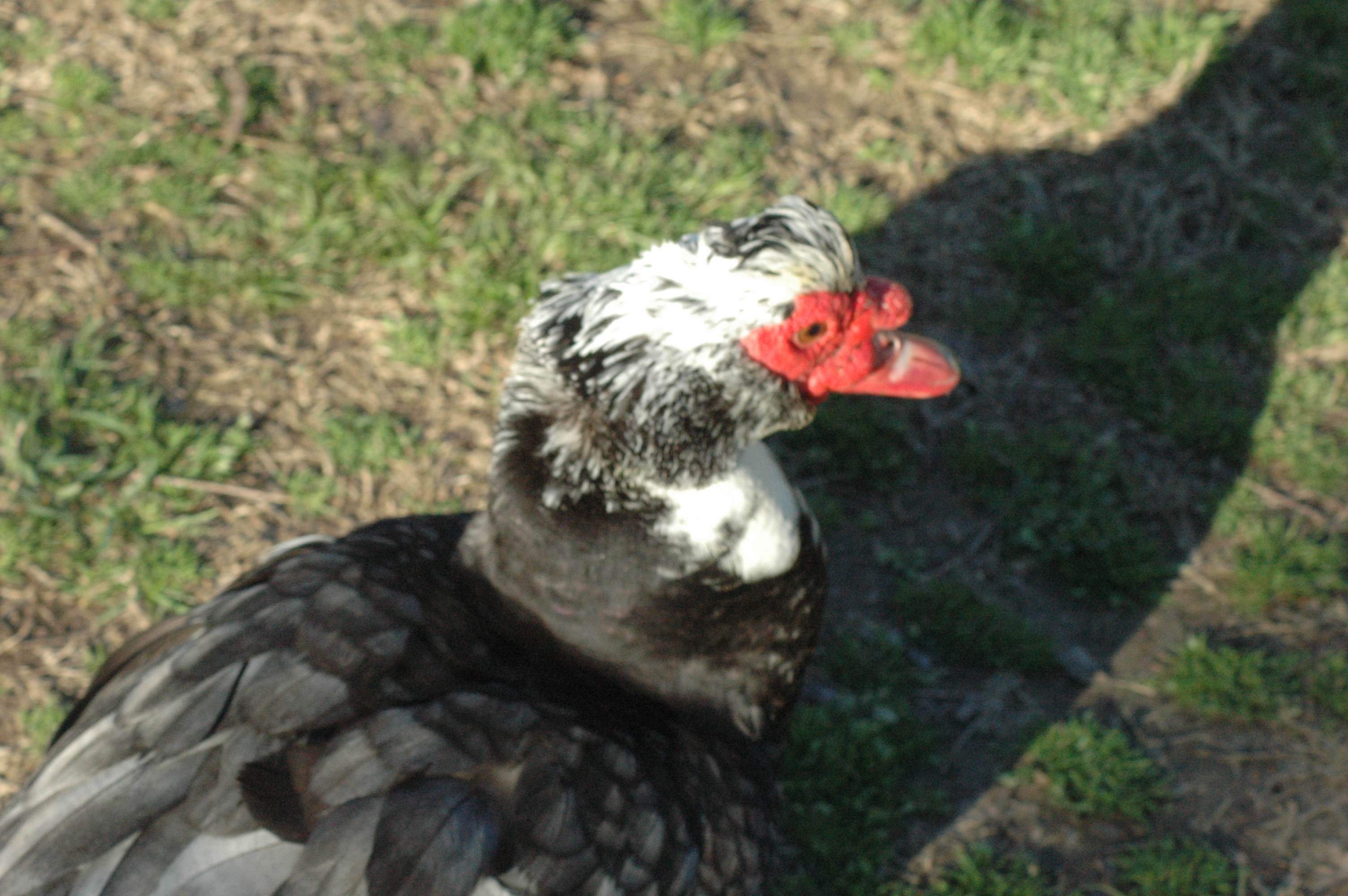 Muscovy ducks at Triple 5 Farms