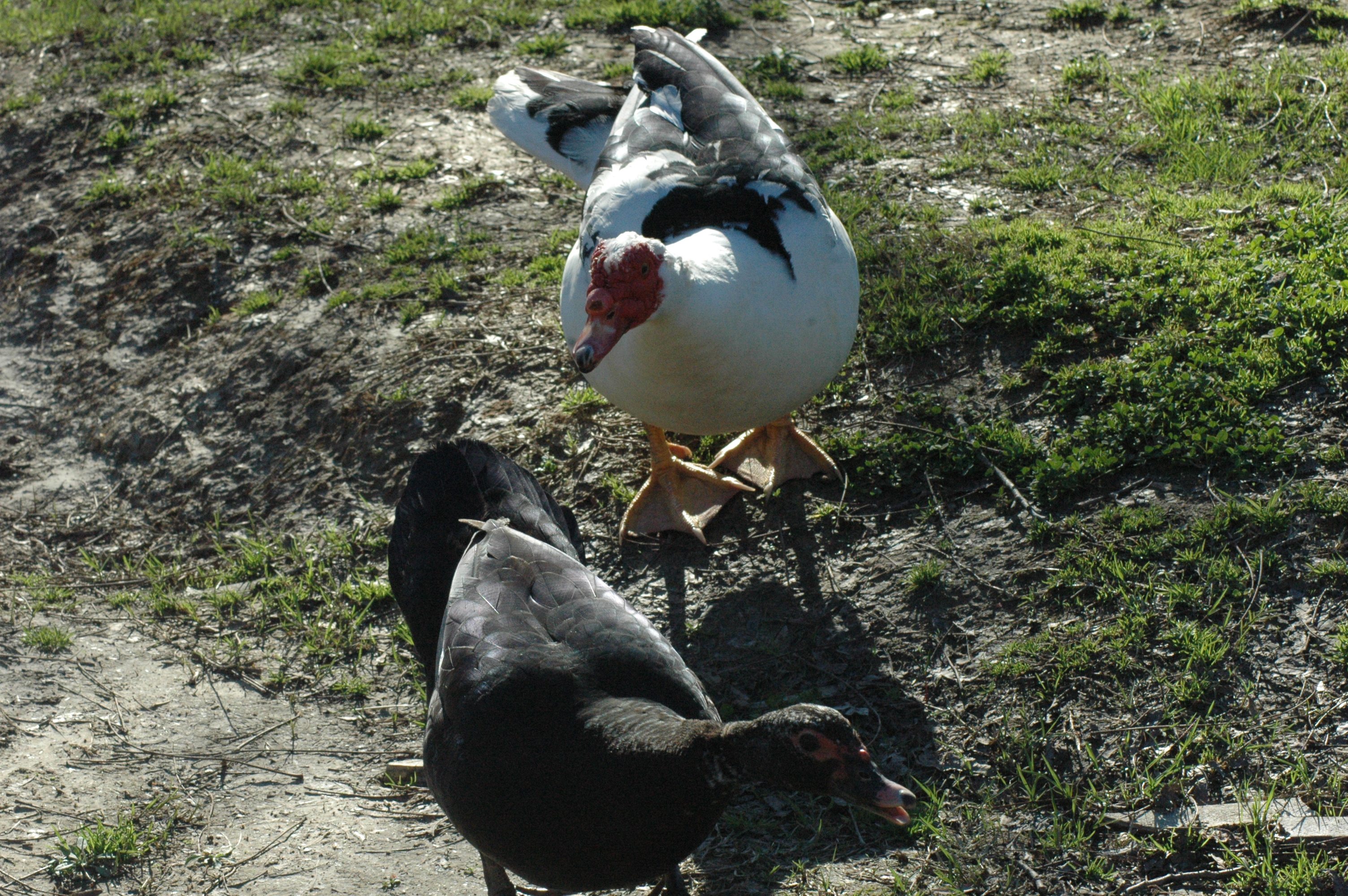 Muscovy ducks at Triple 5 Farms