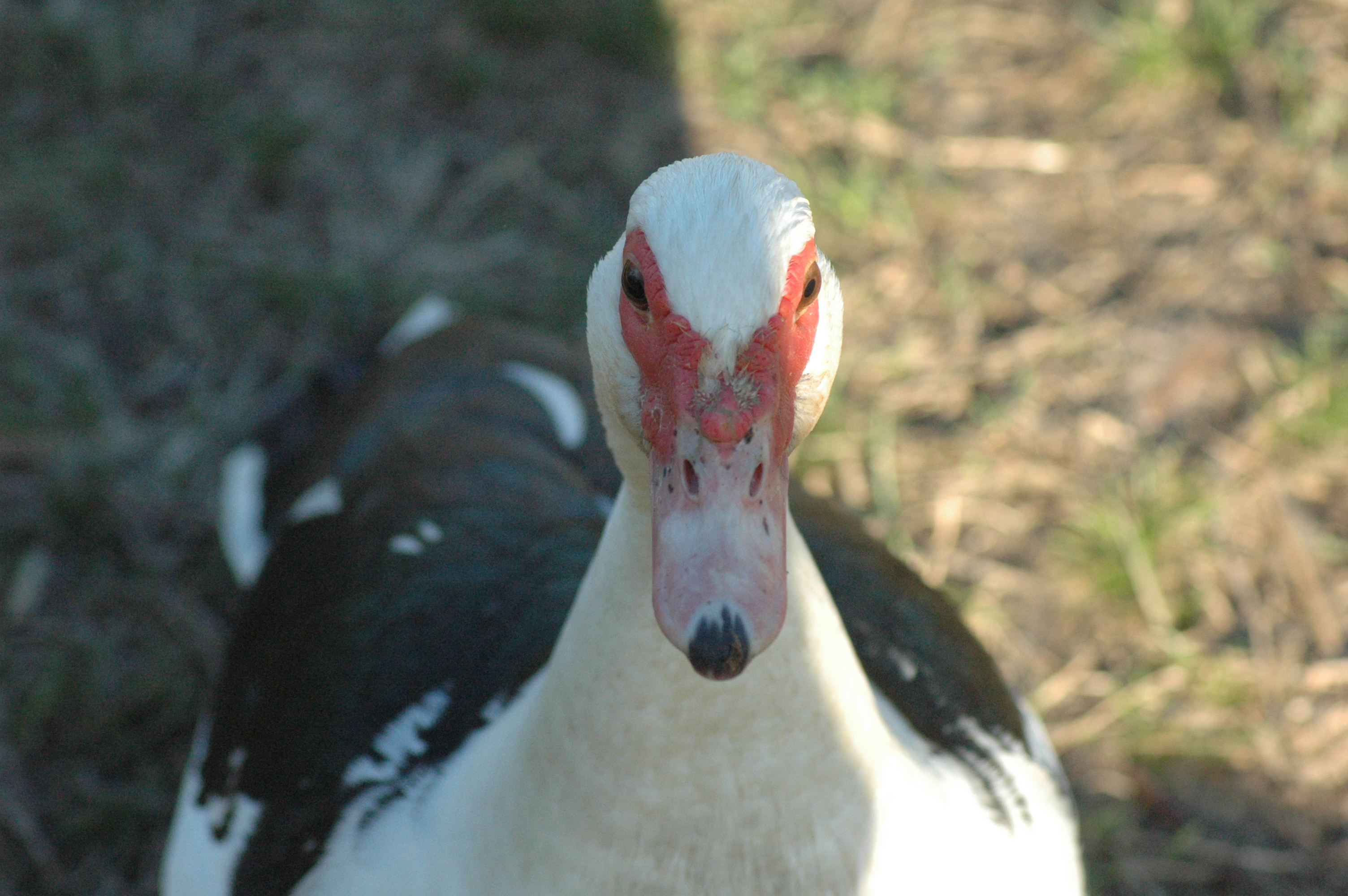 Muscovy ducks at Triple 5 Farms