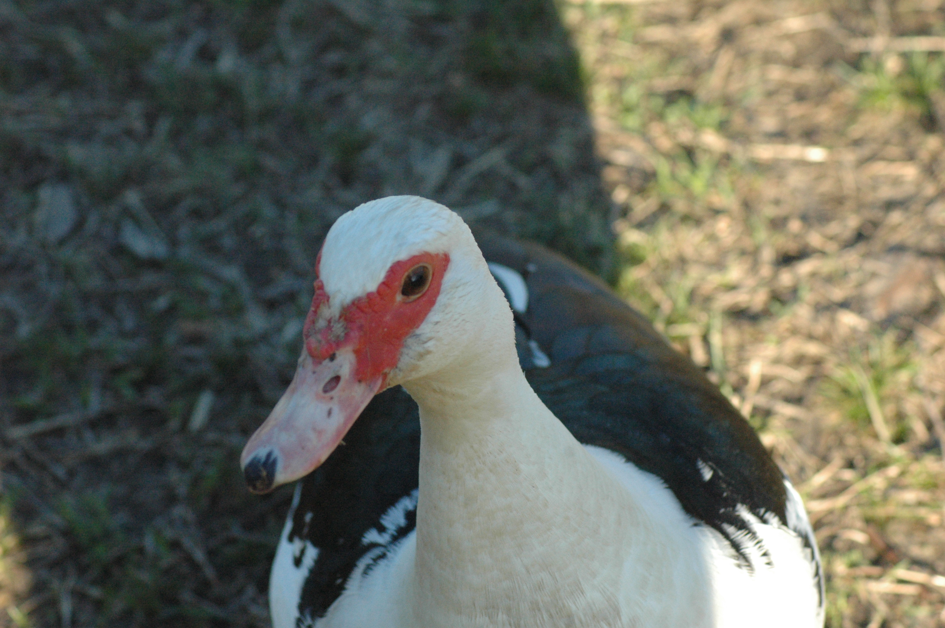 Muscovy ducks at Triple 5 Farms
