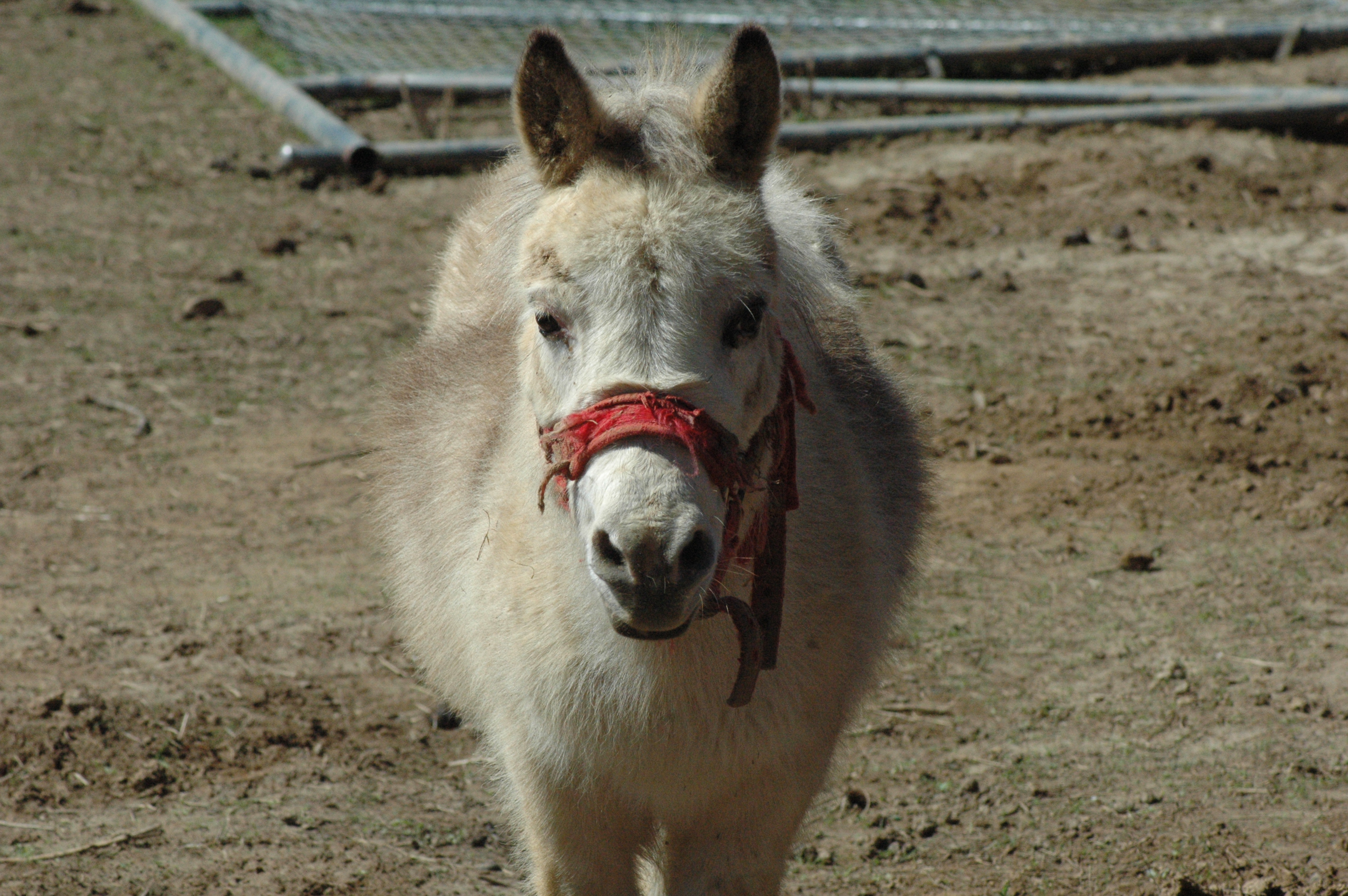 Mini Mules - Bonded Pair (Triple 5 Farms Animals for Sale)