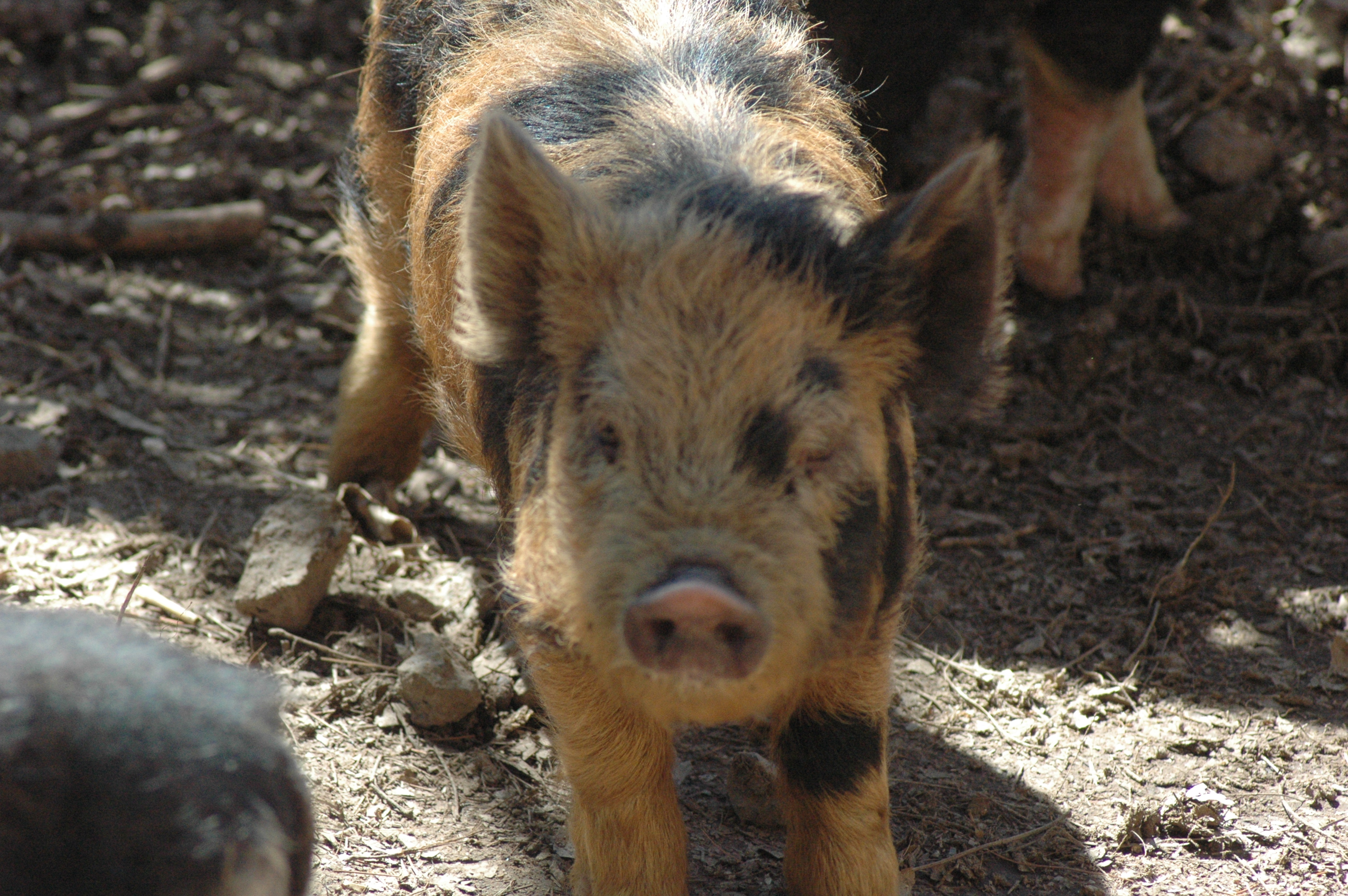 Pigs at Triple 5 Farms