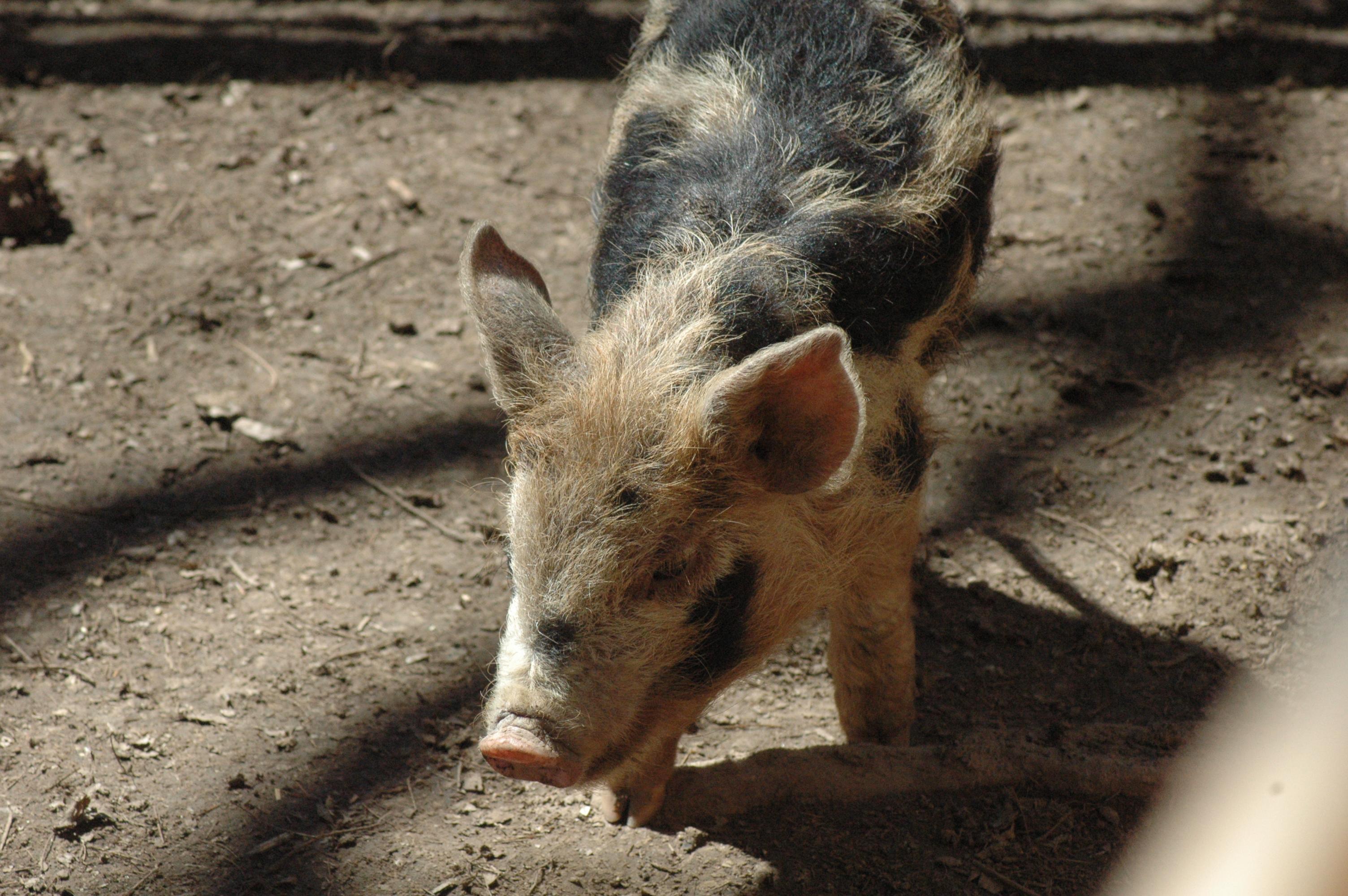 Pigs at Triple 5 Farms