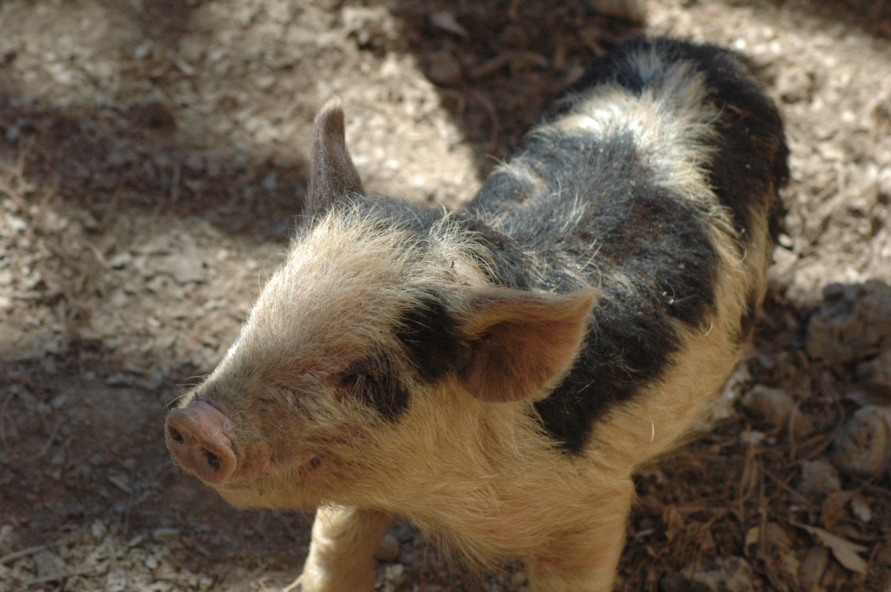 Pigs at Triple 5 Farms