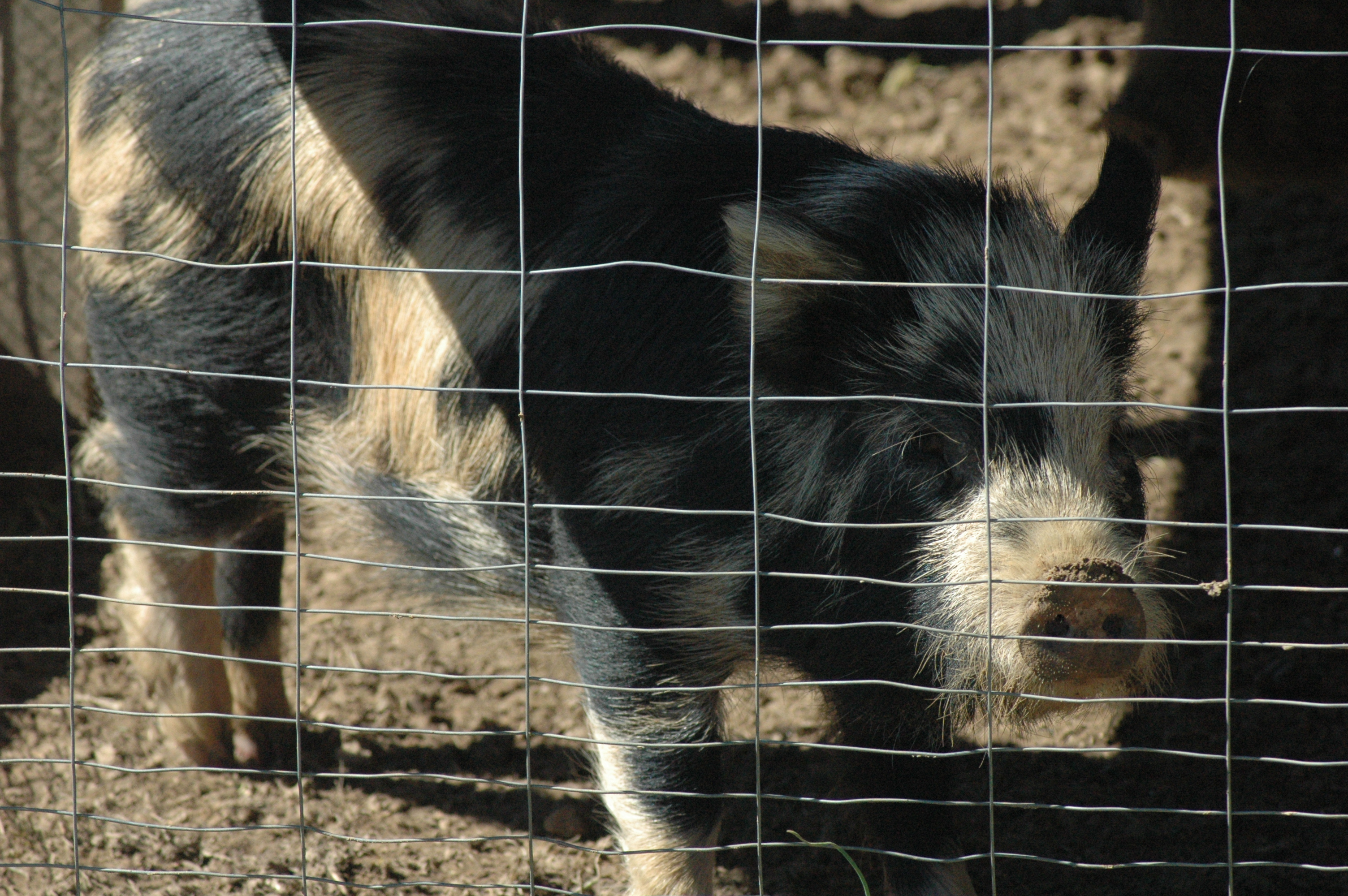 Pigs at Triple 5 Farms
