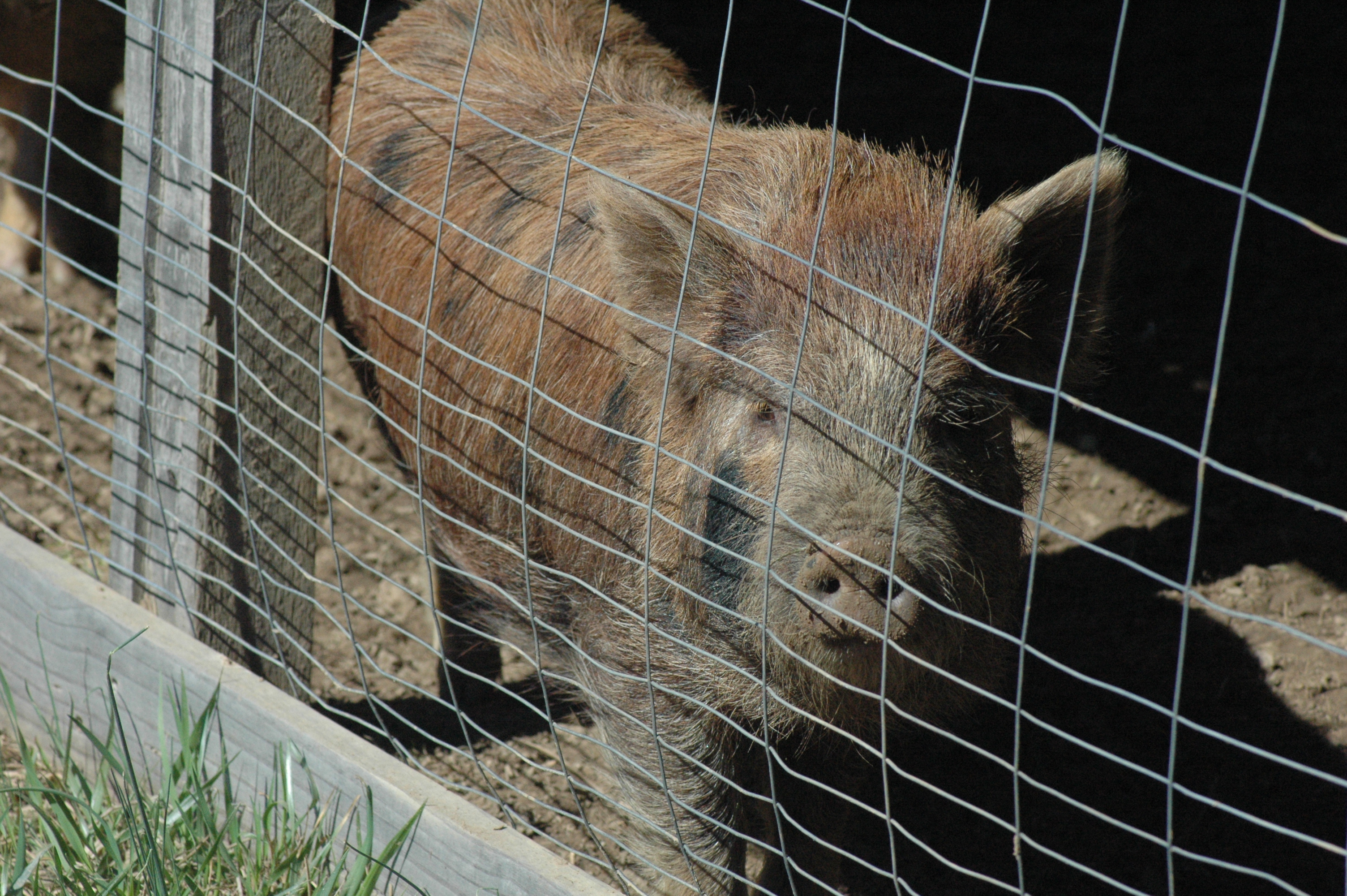 Pigs at Triple 5 Farms