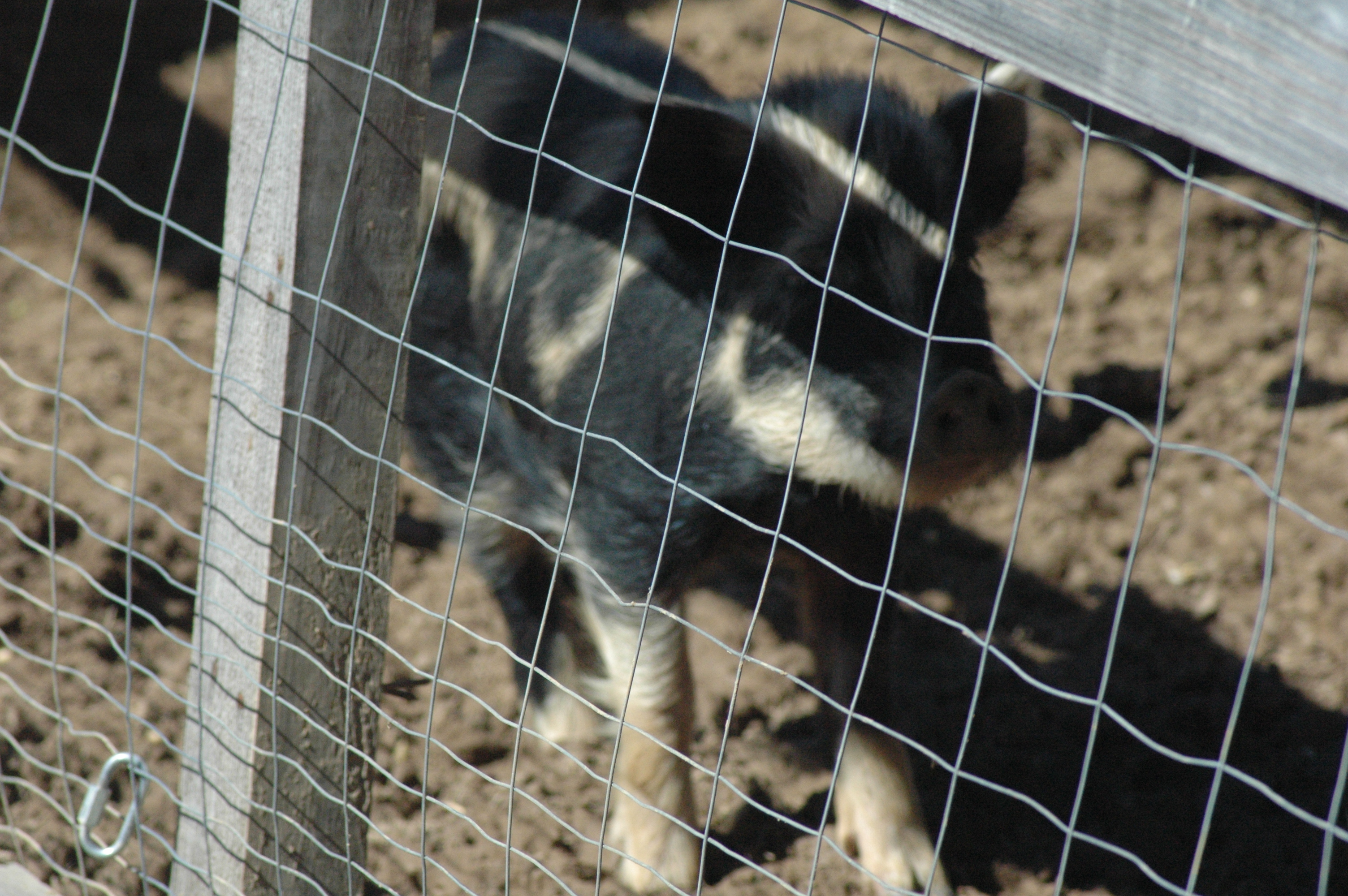 Pigs at Triple 5 Farms