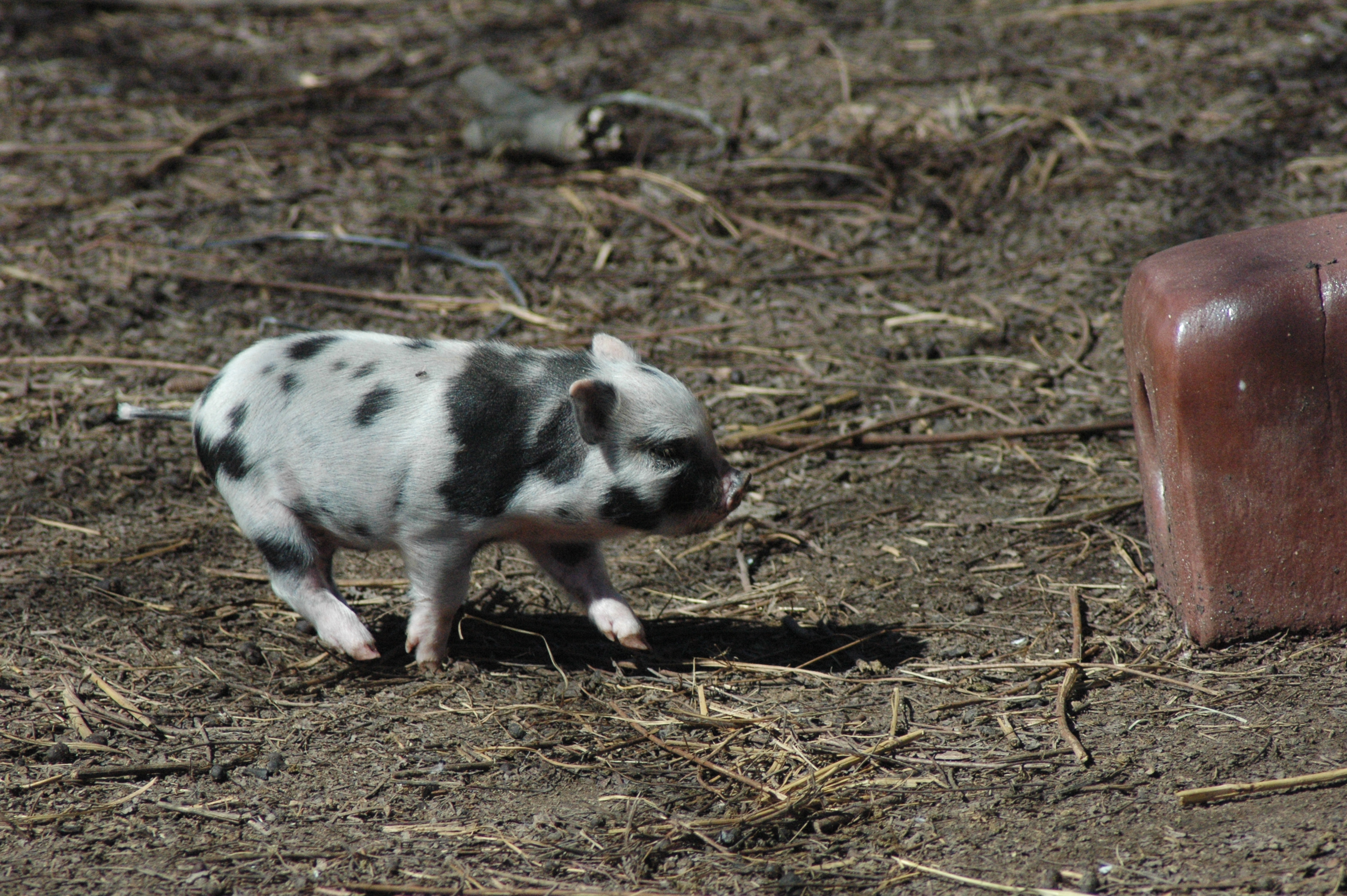 Pigs at Triple 5 Farms