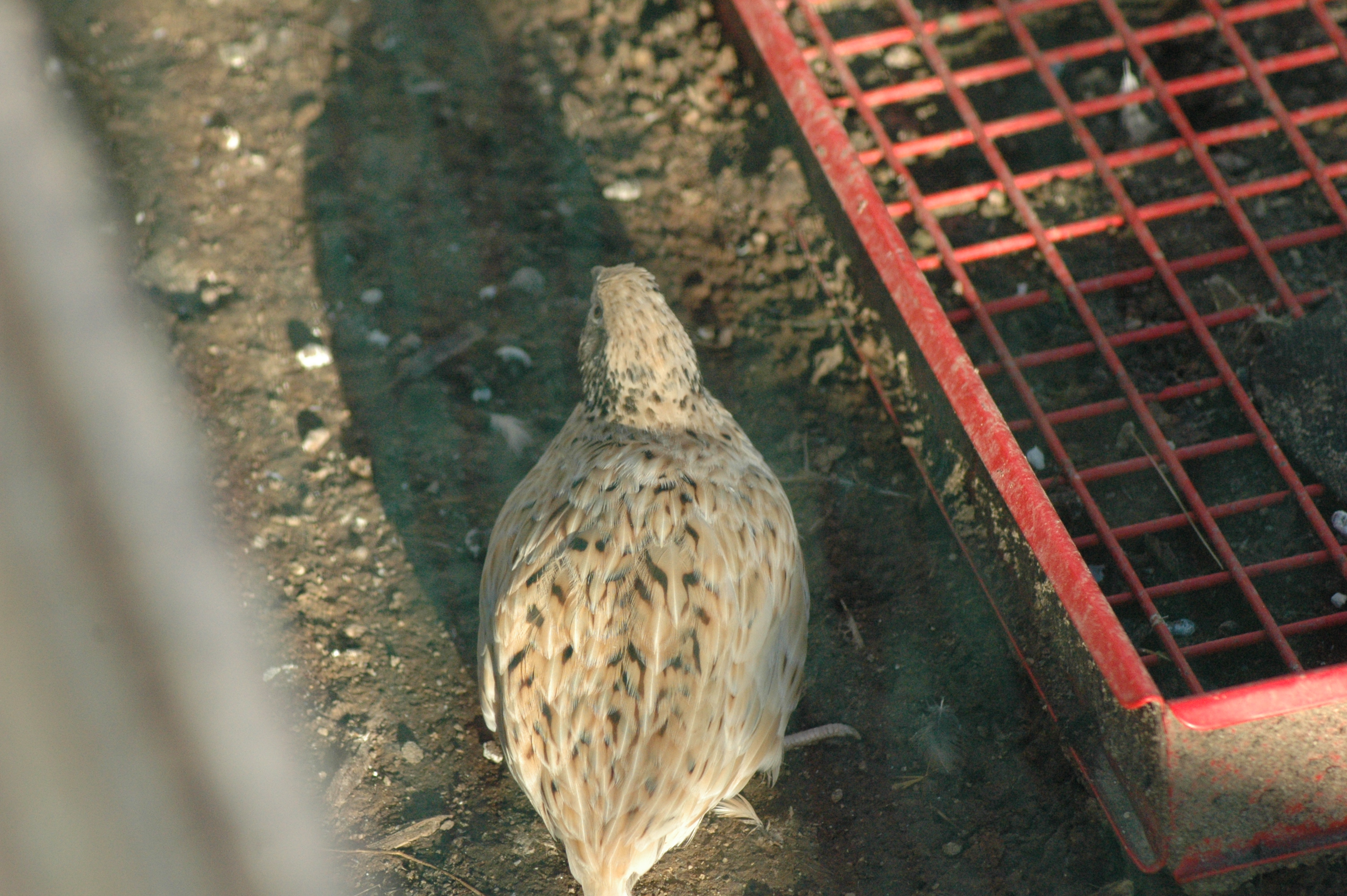 Quails at Triple 5 Farms