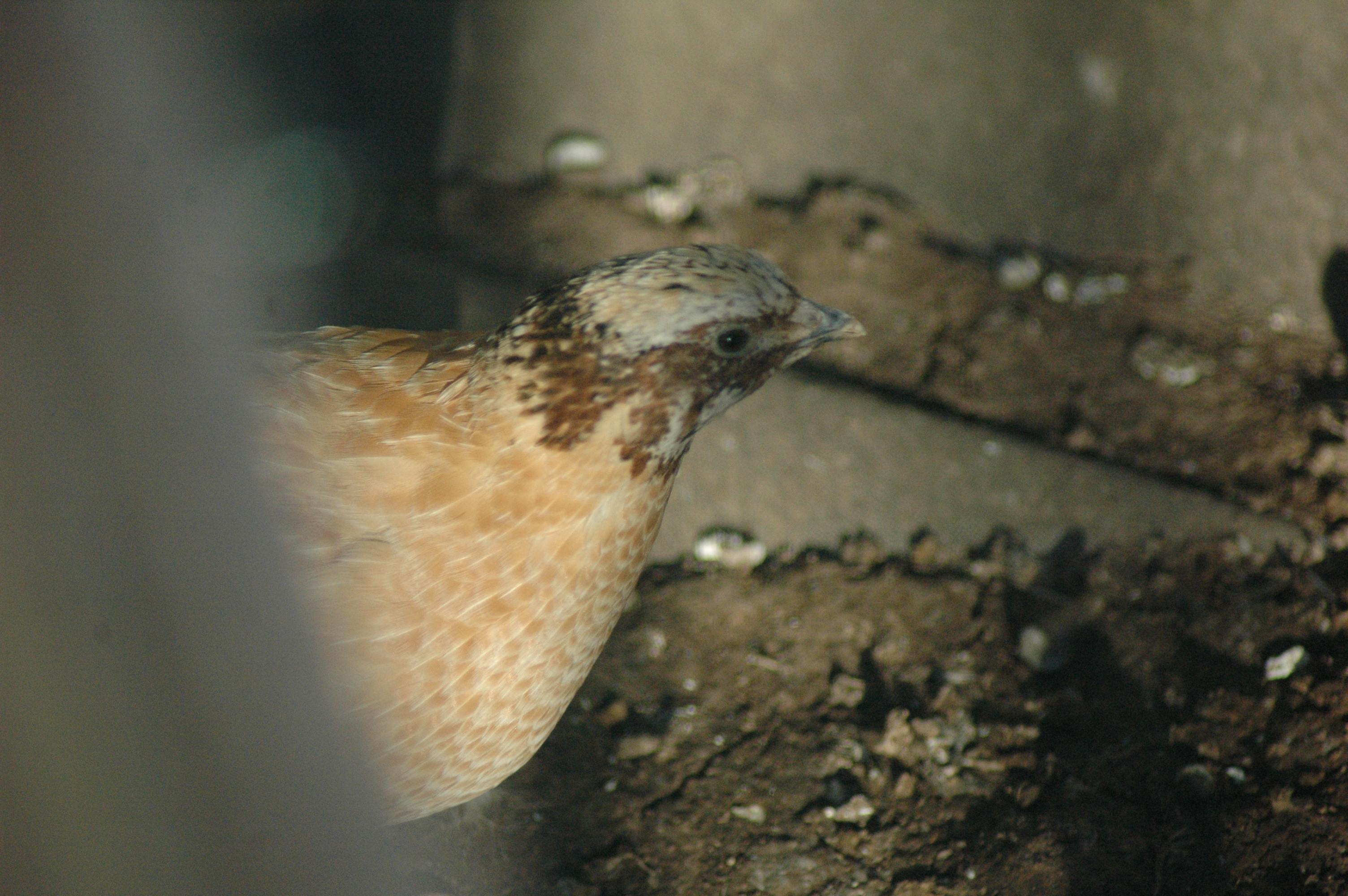 Triple 5 quail photos