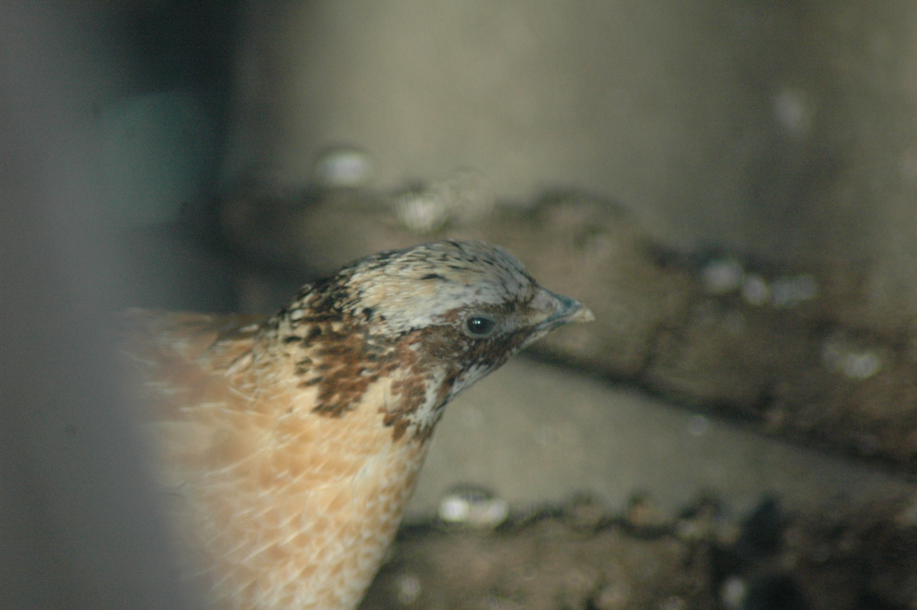 Triple 5 quail photos