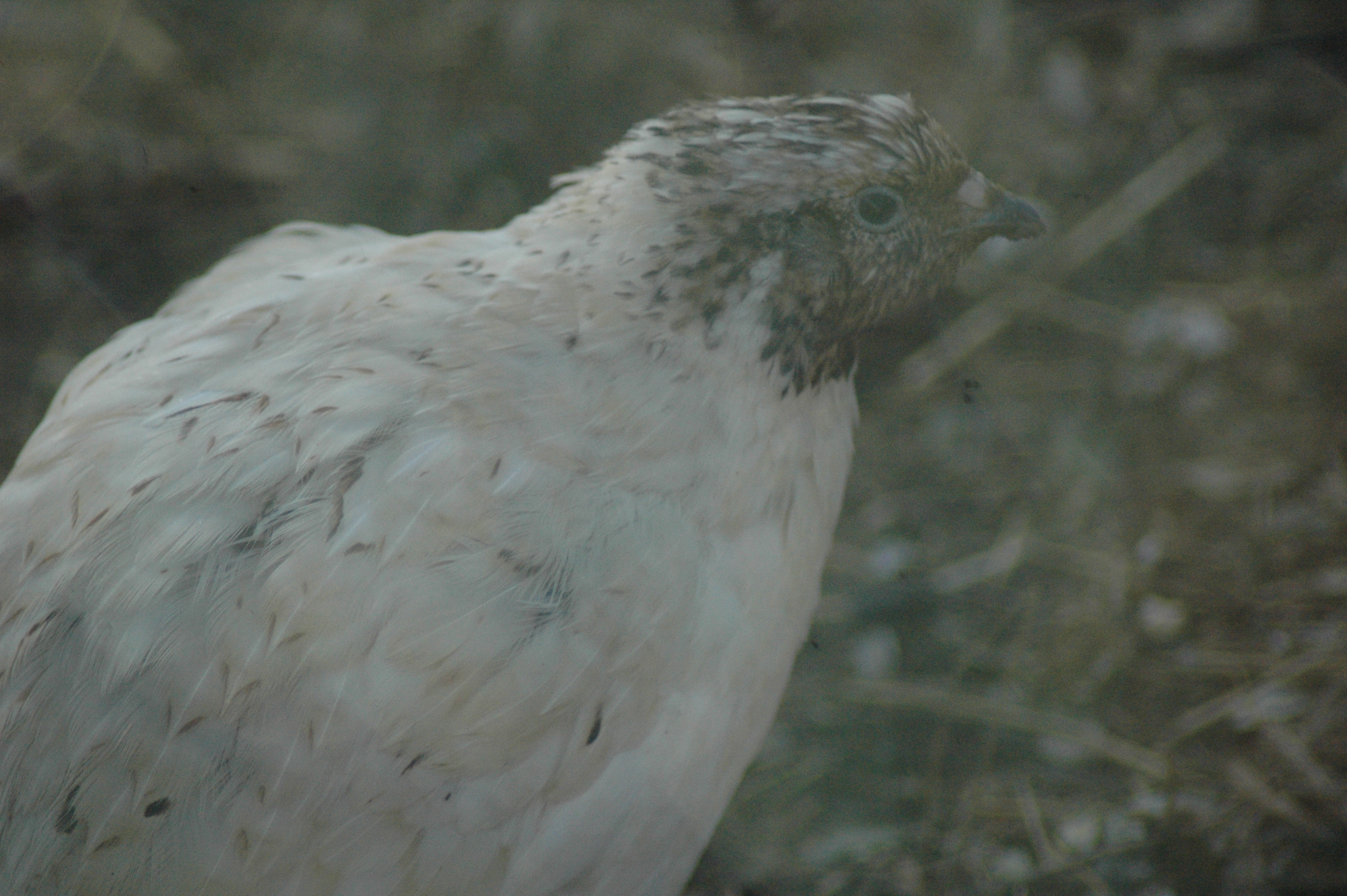 Triple 5 quail photos