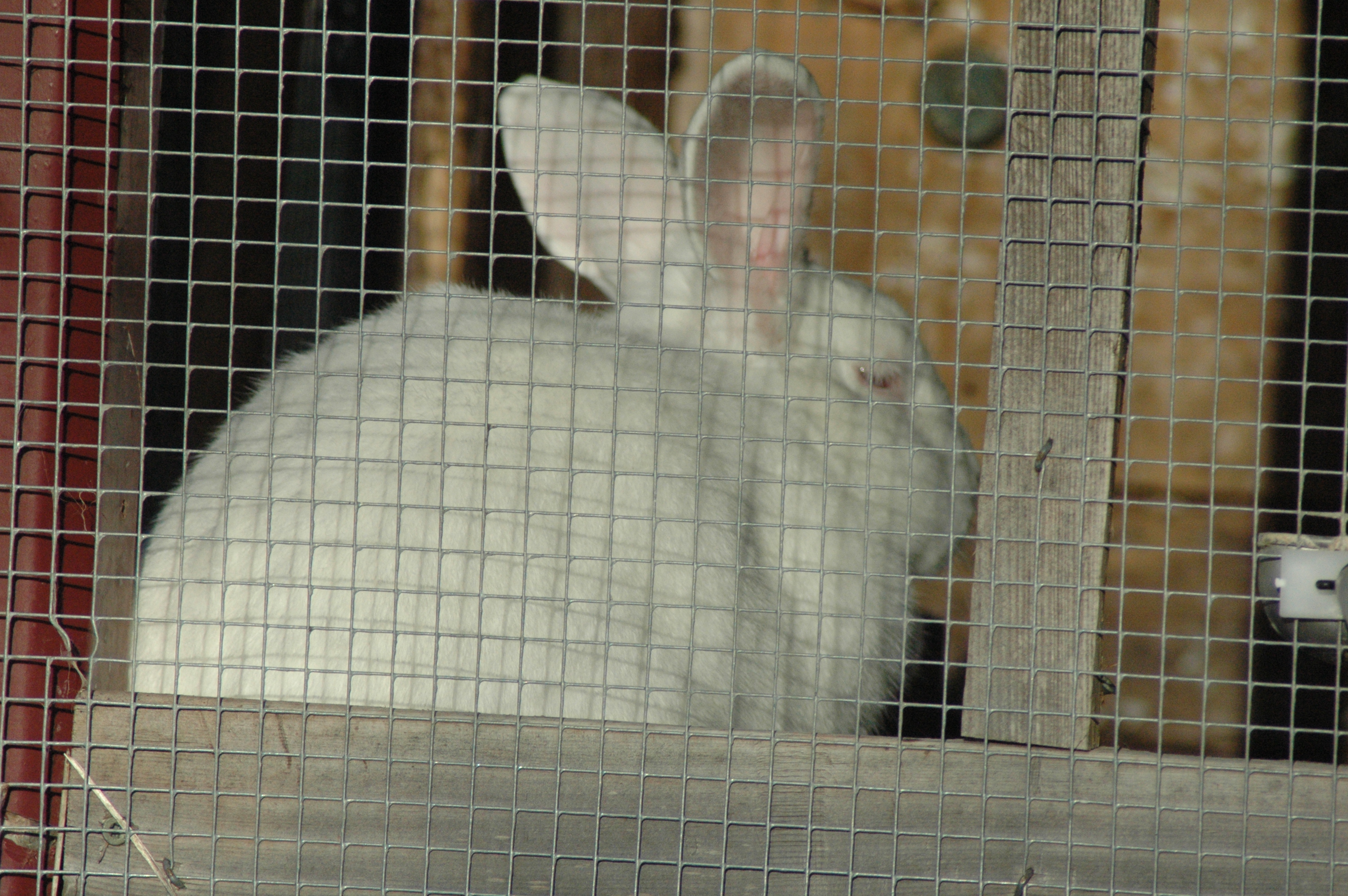 Rabbits at Triple 5 Farms
