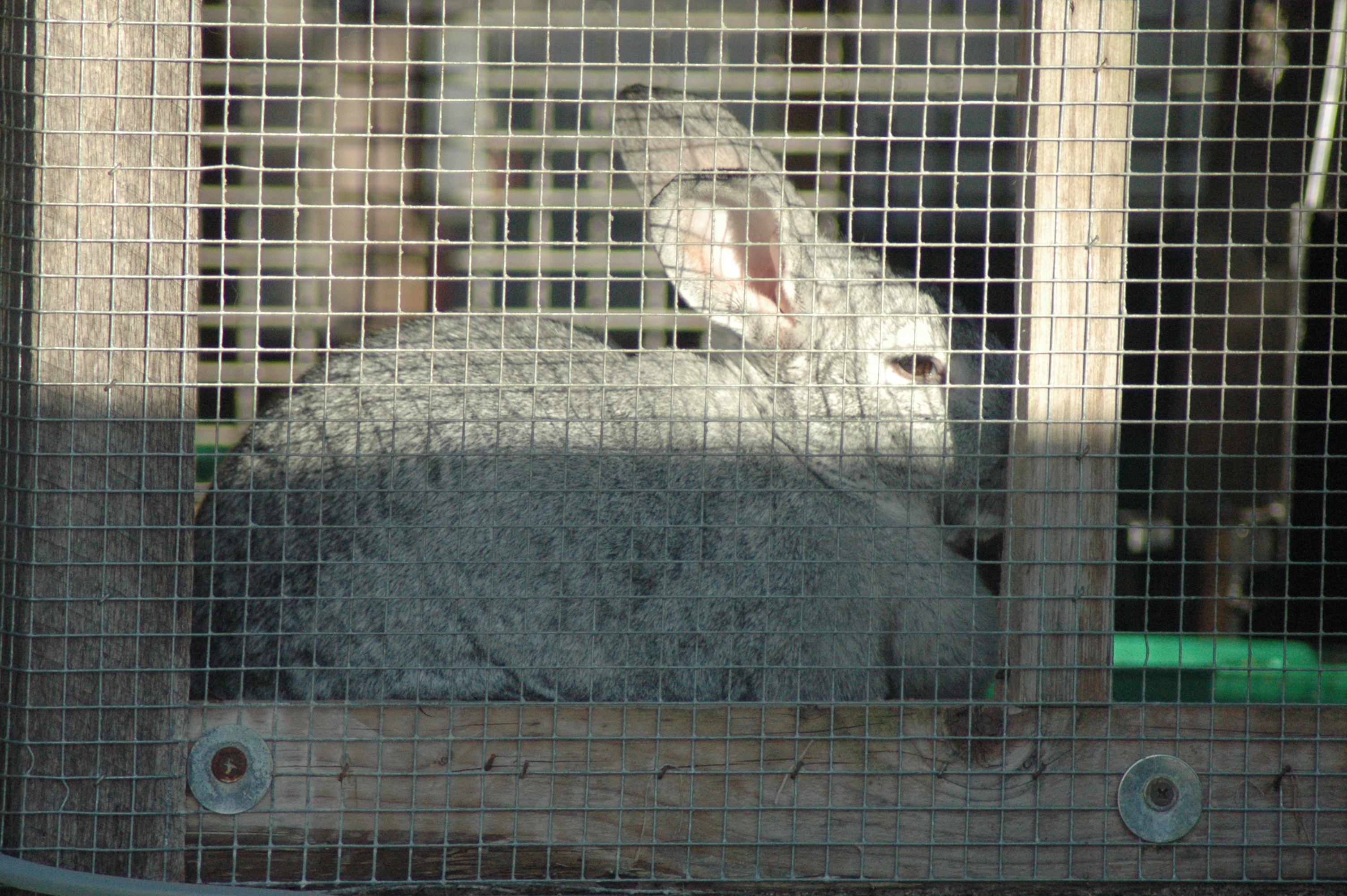 Triple 5 rabbit photos