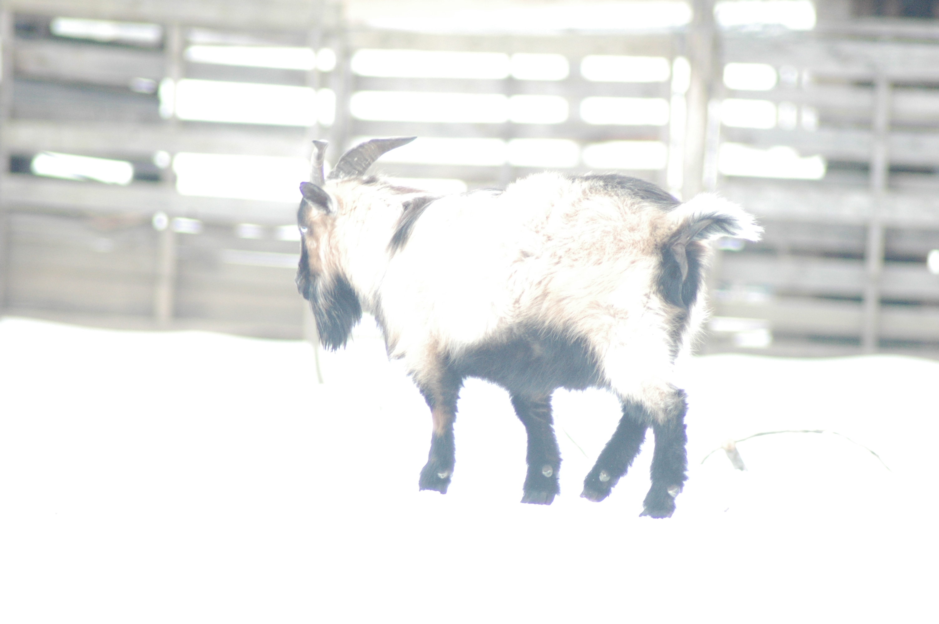 Baby Boy at Triple 5 Farms