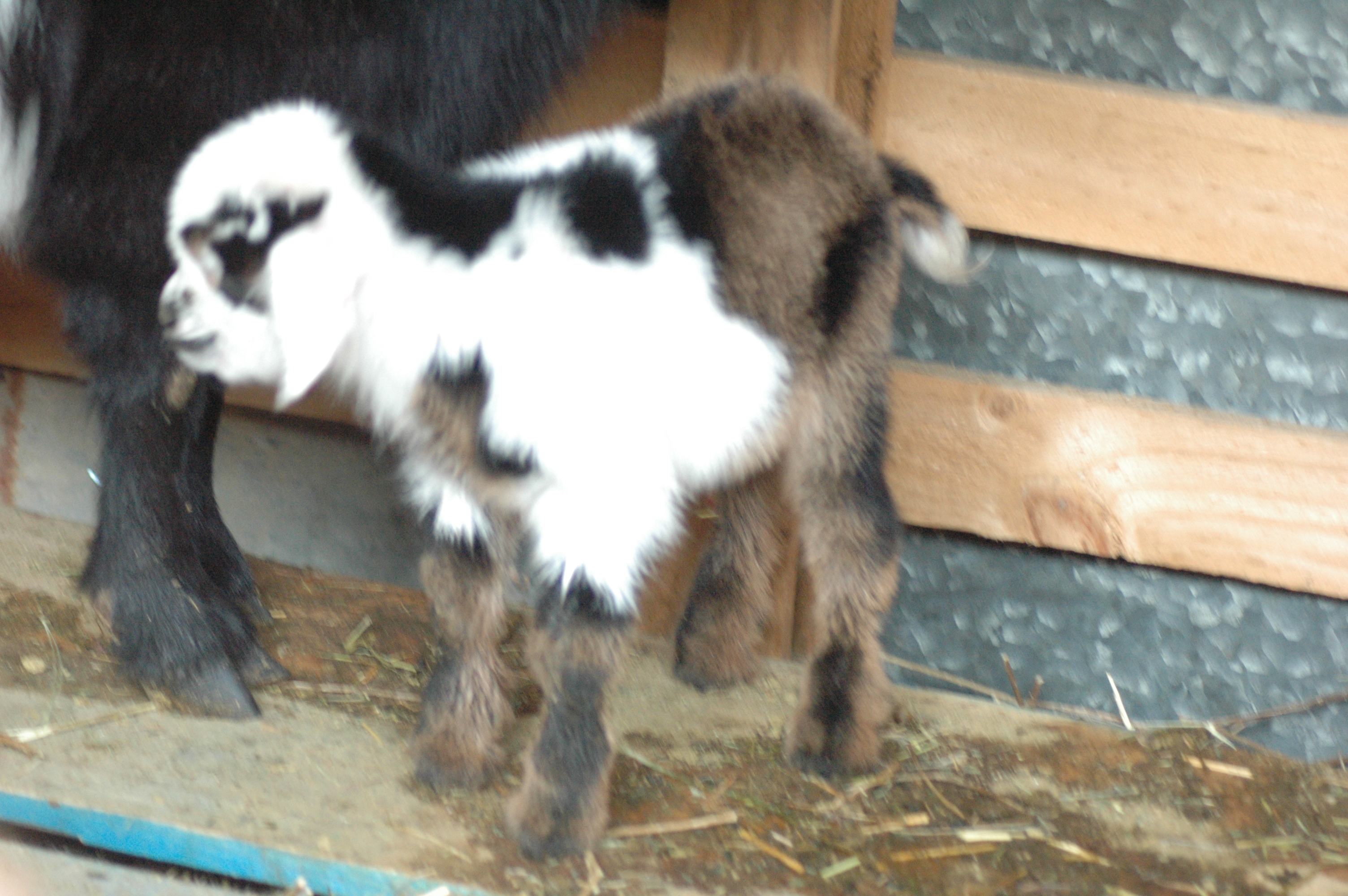 Black Betties Baby photo