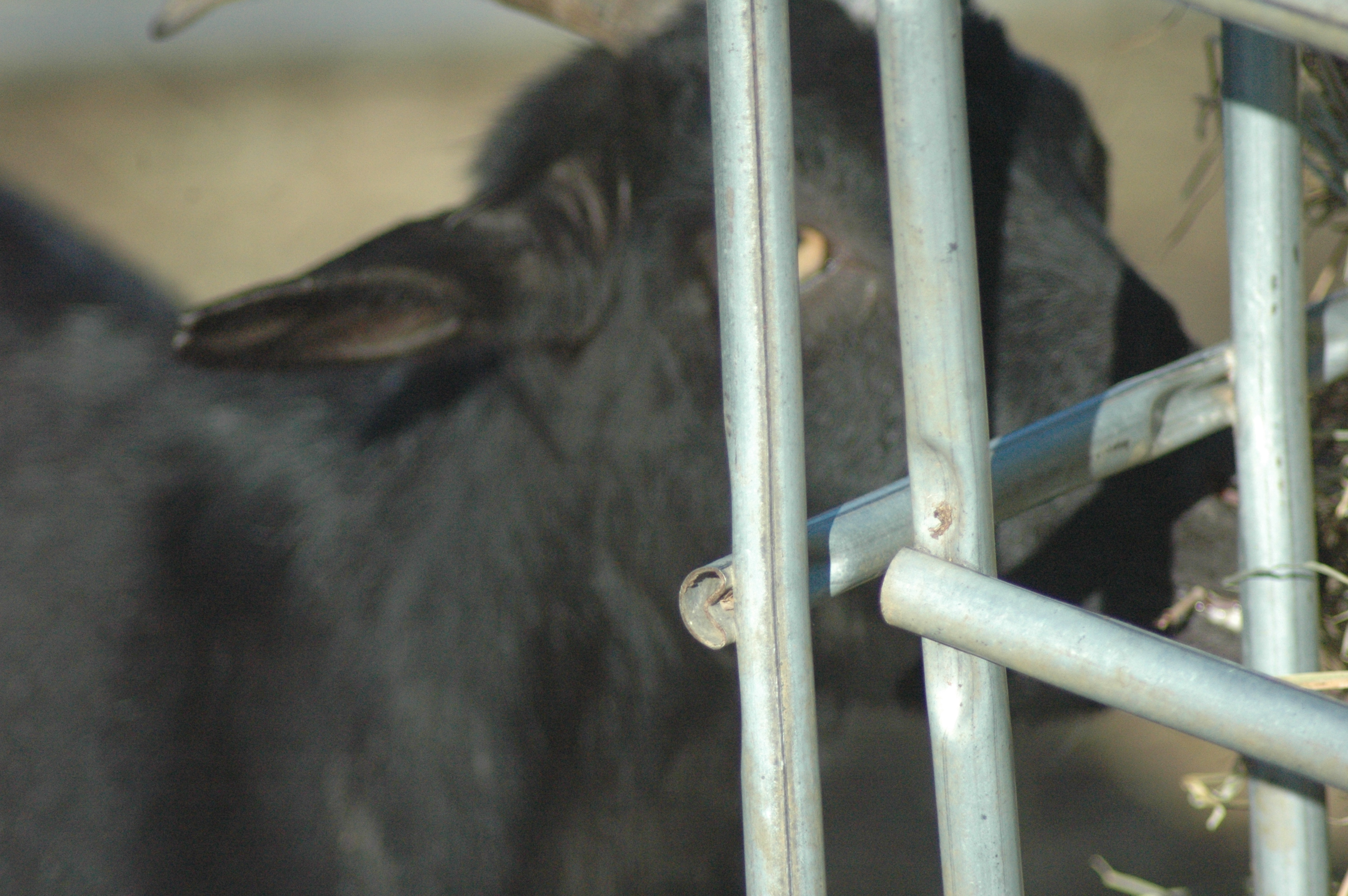 Black Betty at Triple 5 Farms