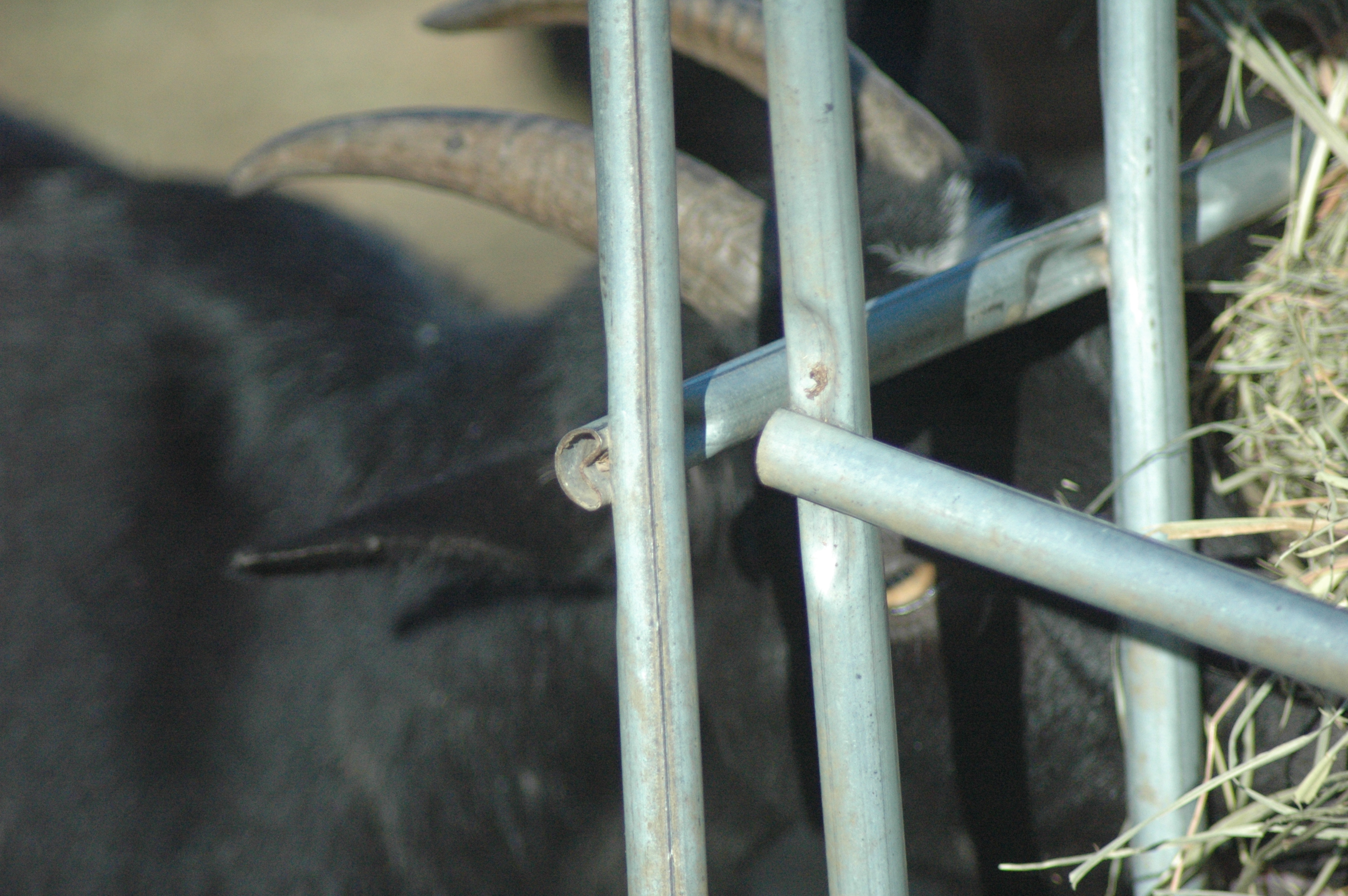 Black Betty at Triple 5 Farms