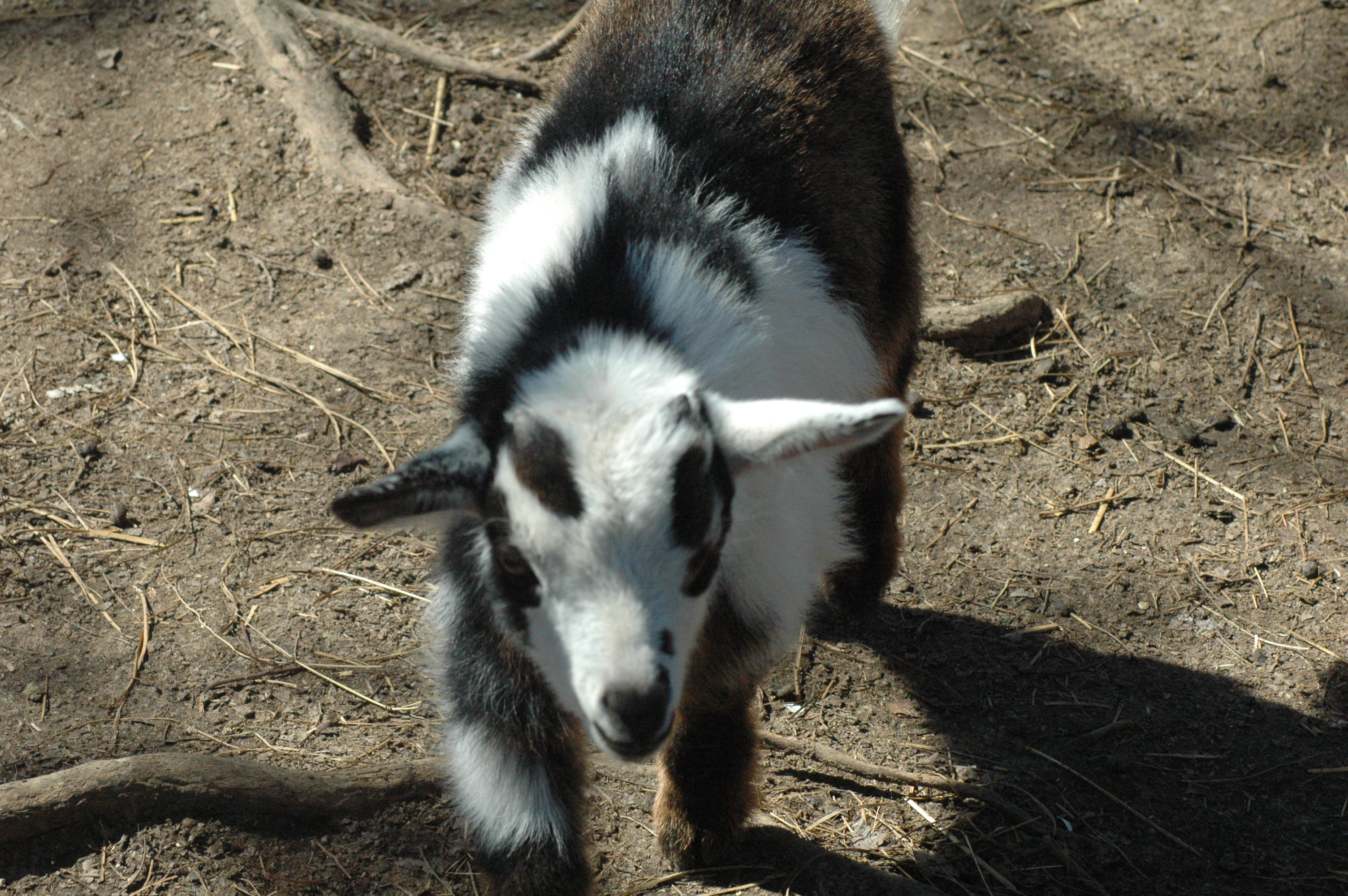 Black Betty Baby 1 M - Triple 5 Farm-Raised Male Kid