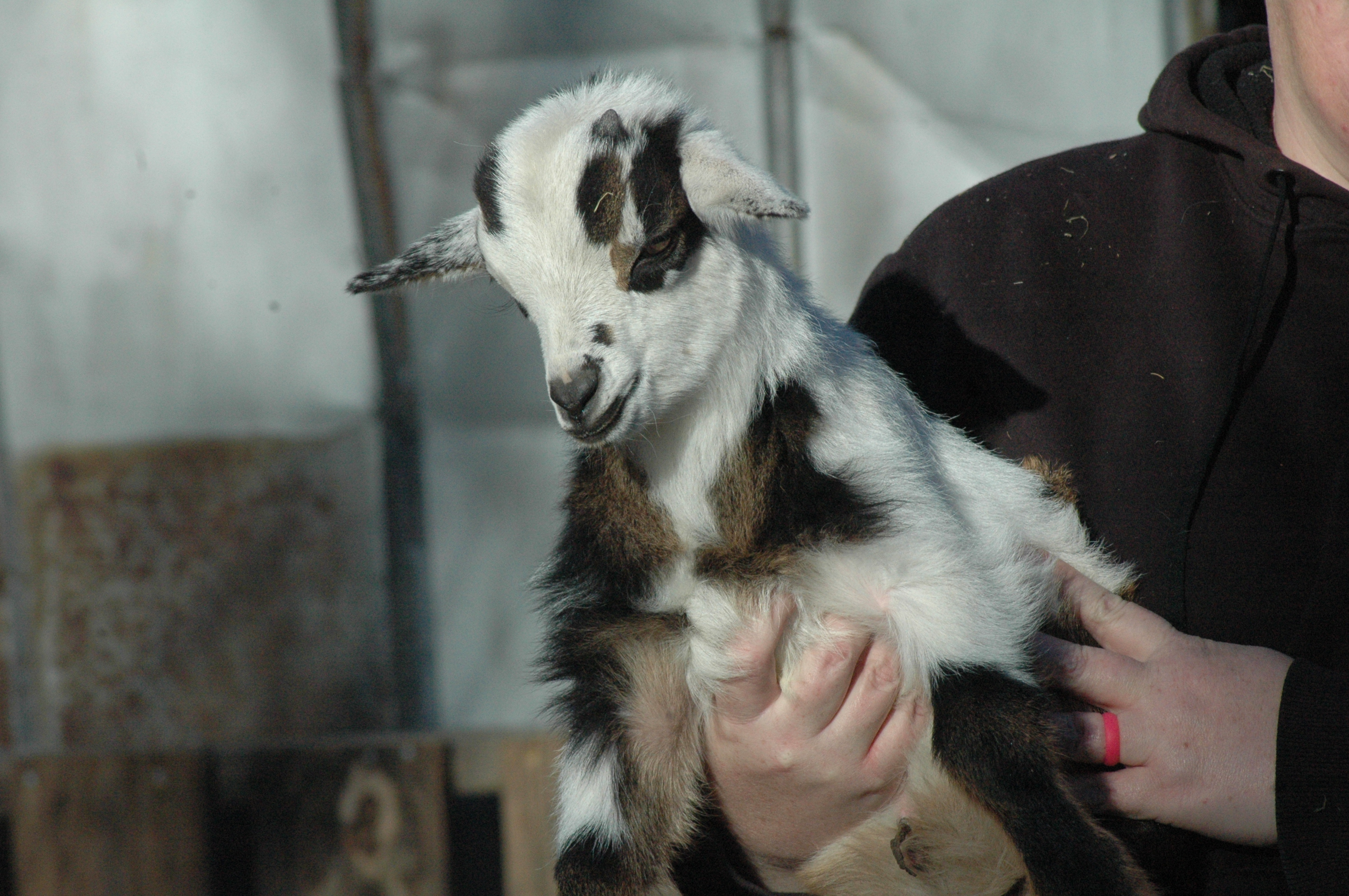 Black Betty Baby 1 M at Triple 5 Farms
