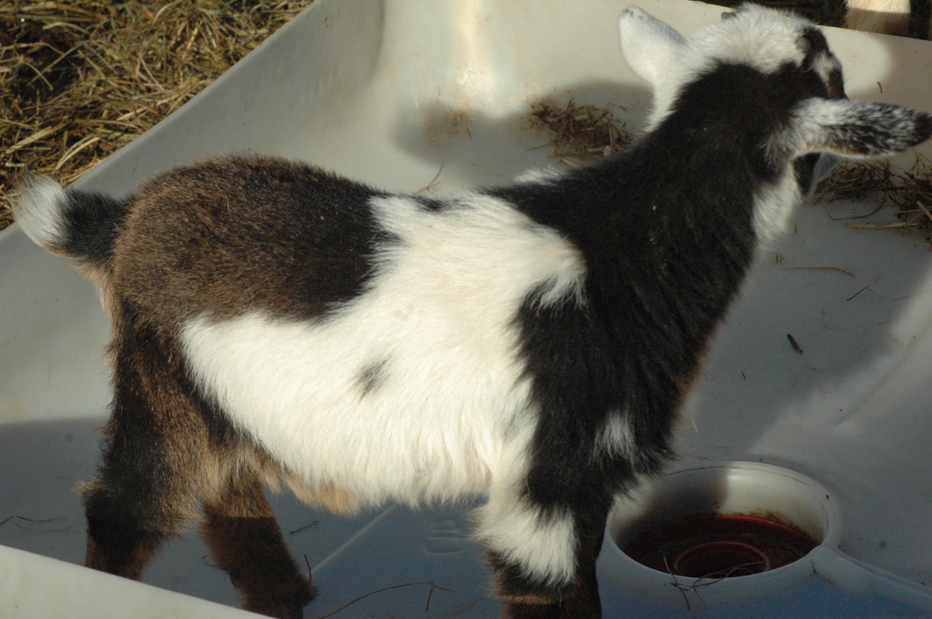 Black Betty Baby 1 M at Triple 5 Farms