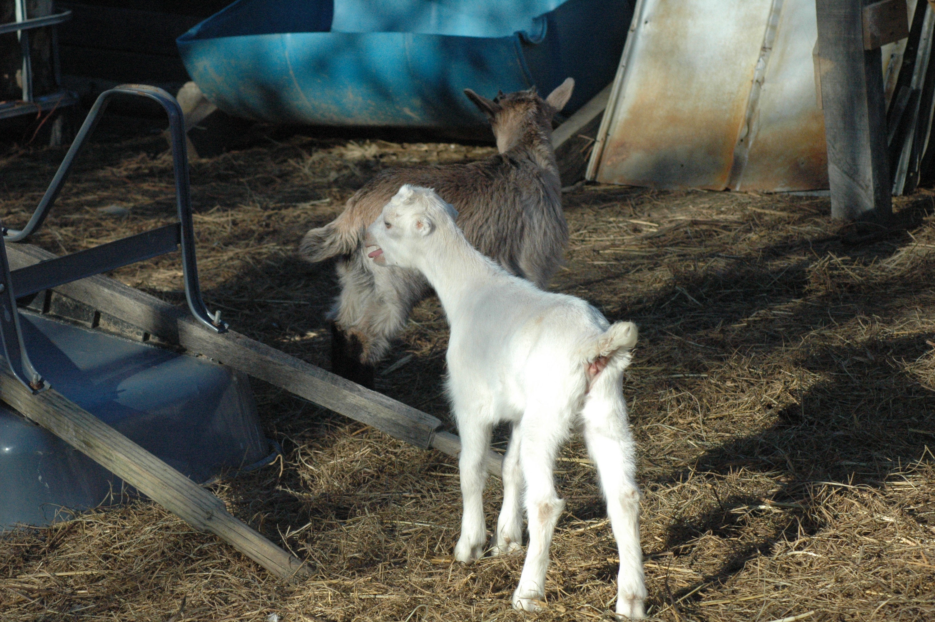 Blossom at Triple 5 Farms