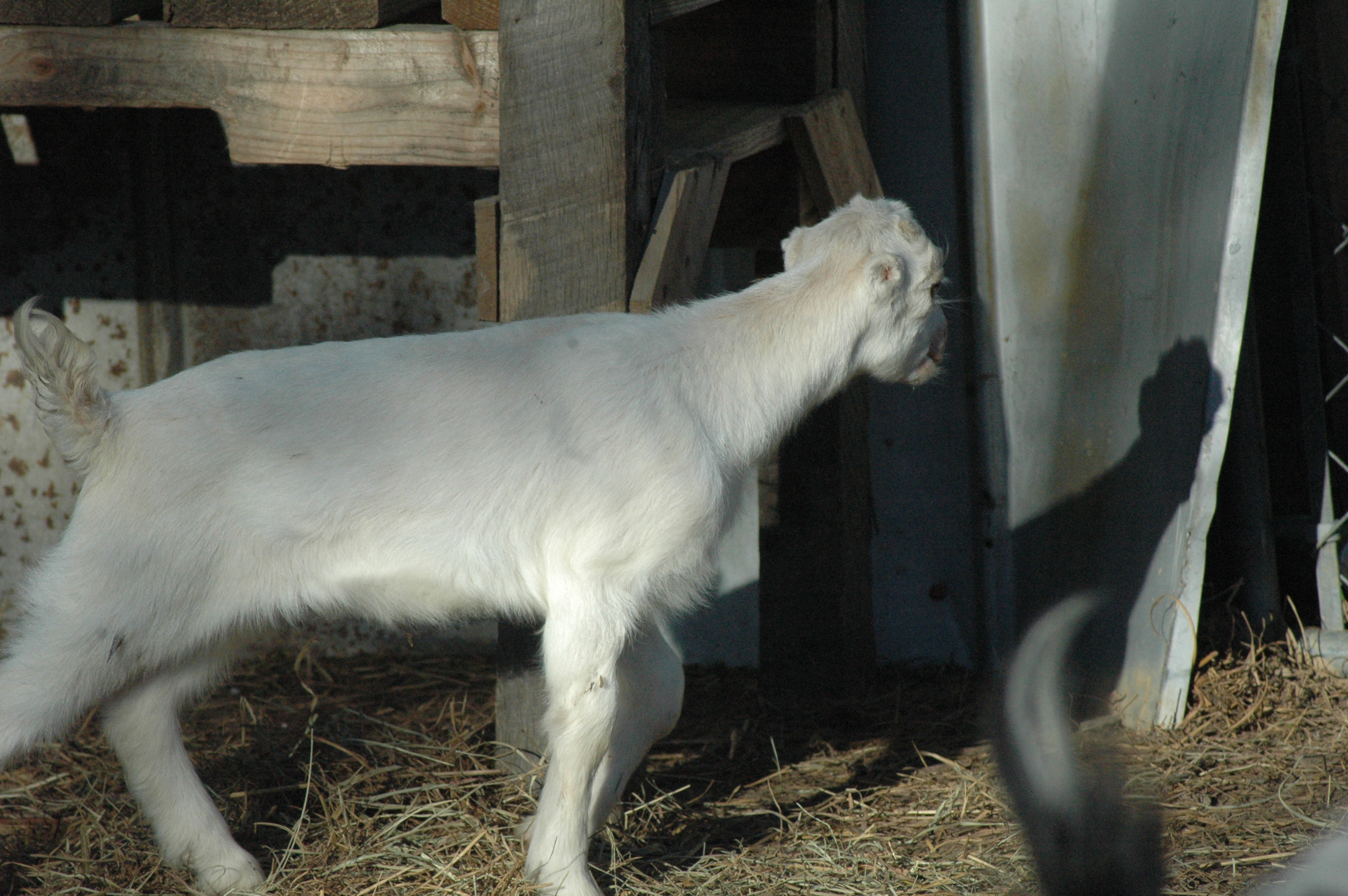 Blossom at Triple 5 Farms