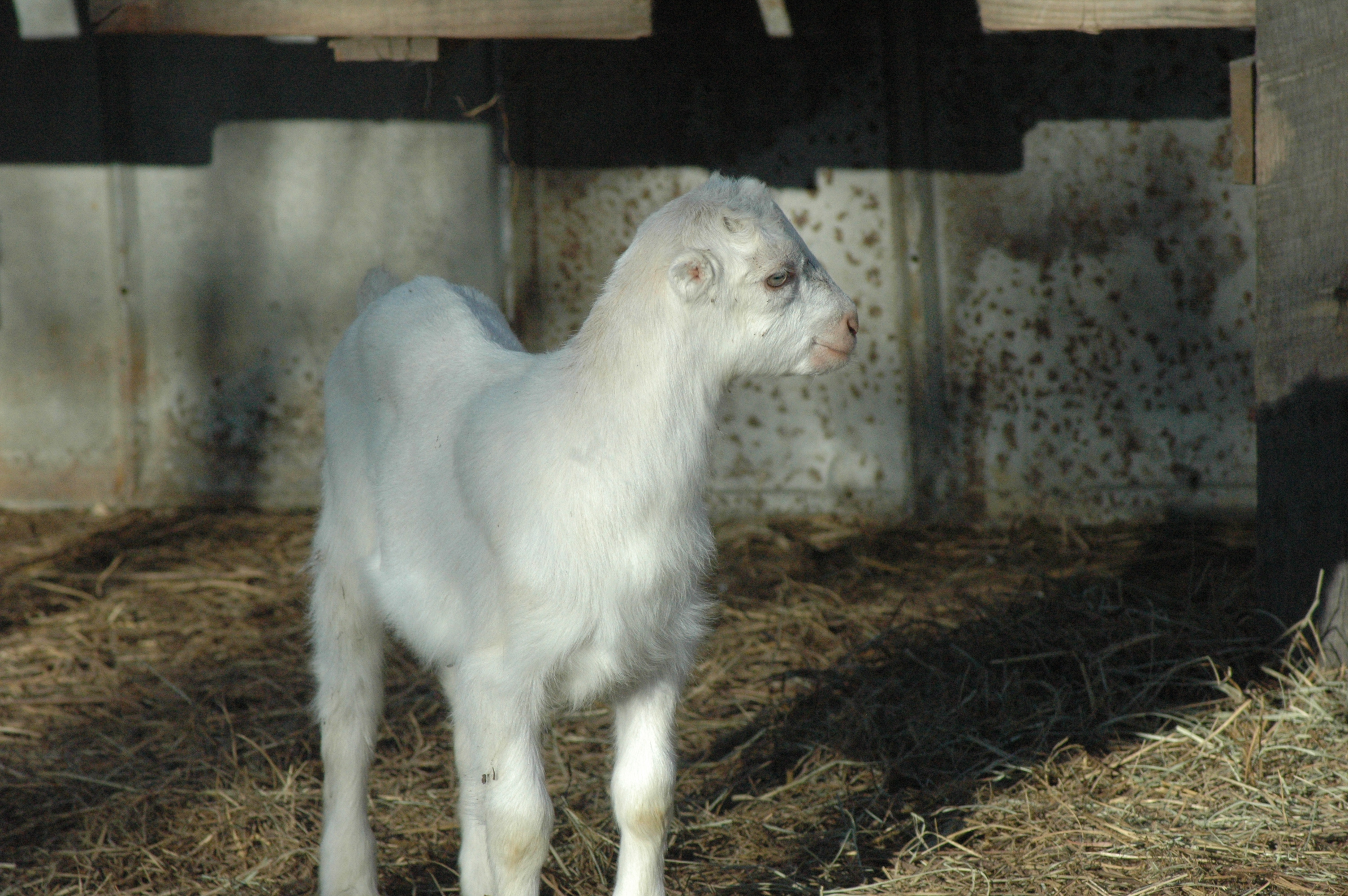 Blossom at Triple 5 Farms