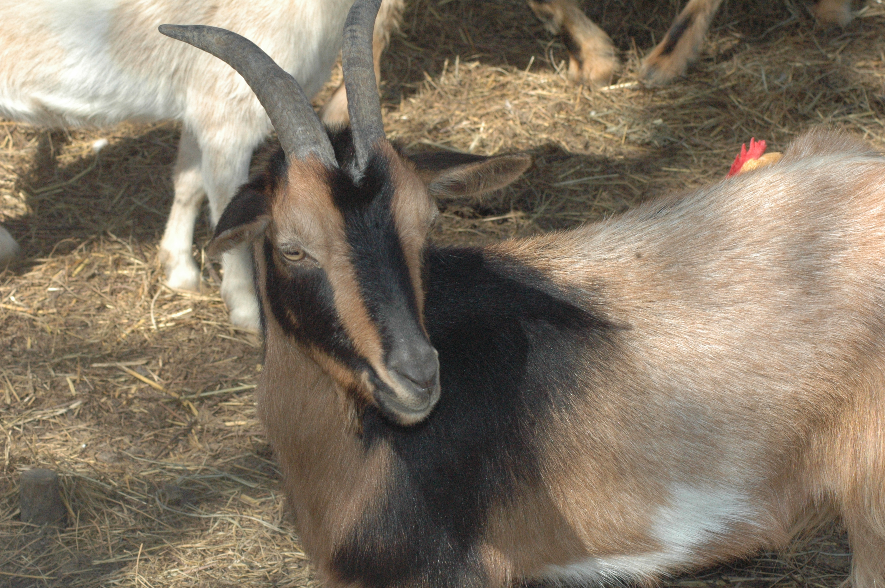 Brown Girl at Triple 5 Farms