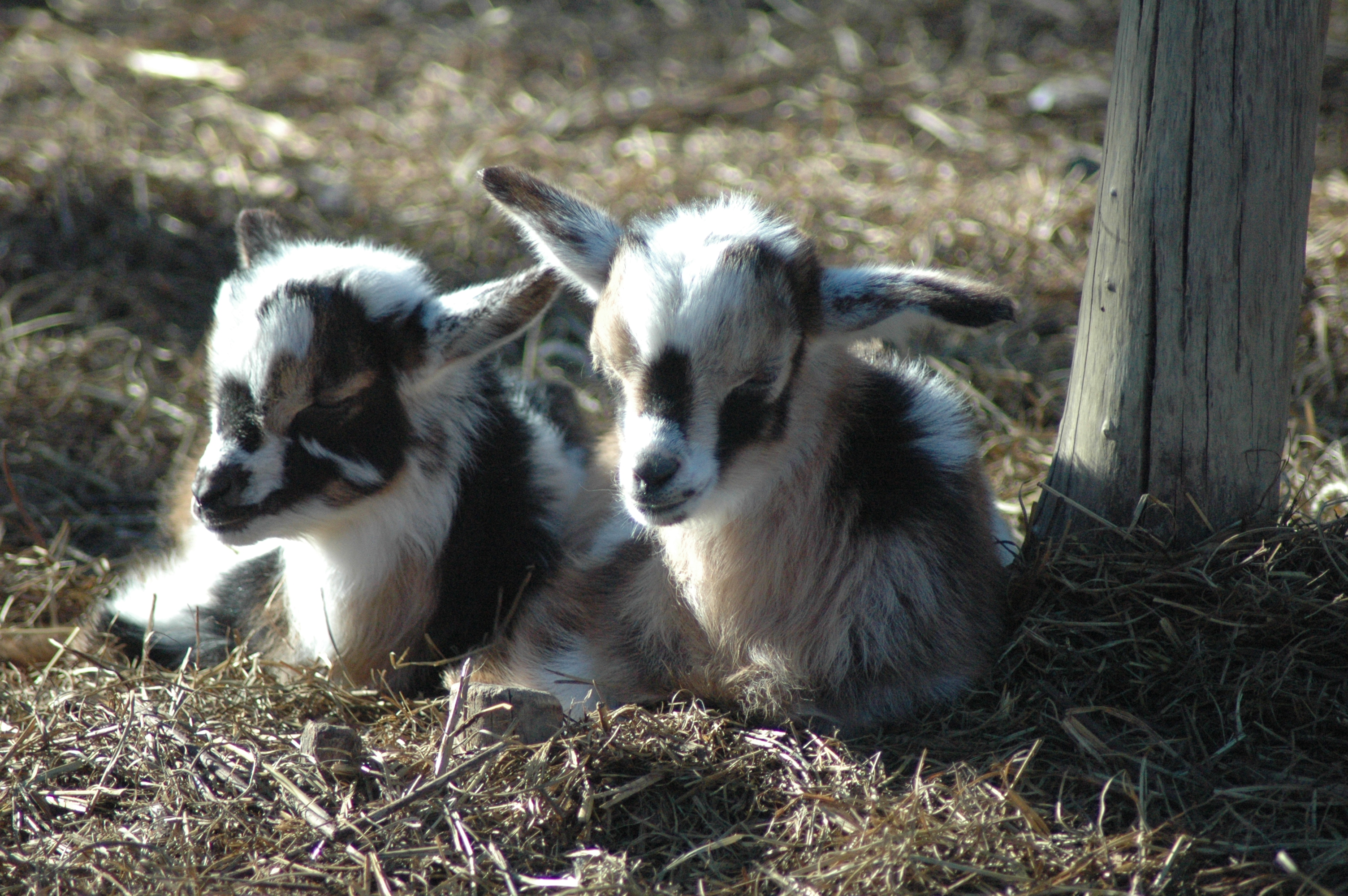 Brown Girl at Triple 5 Farms