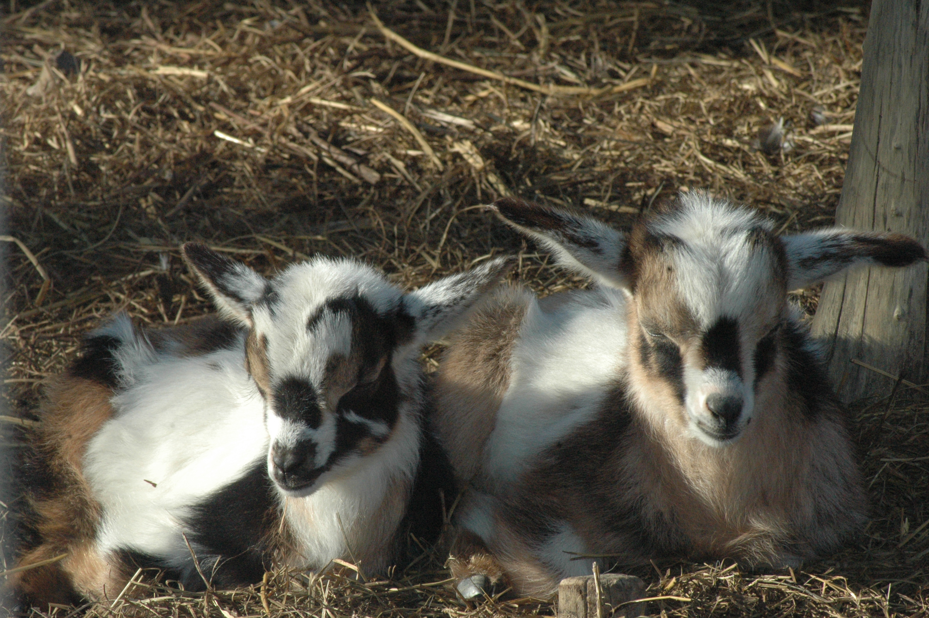 Brown Girl at Triple 5 Farms