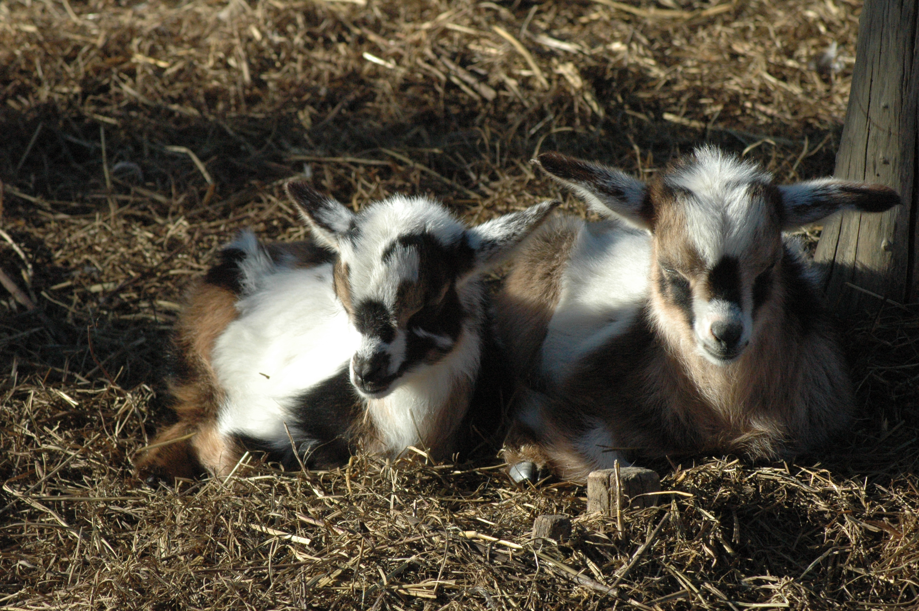 Brown Girl at Triple 5 Farms