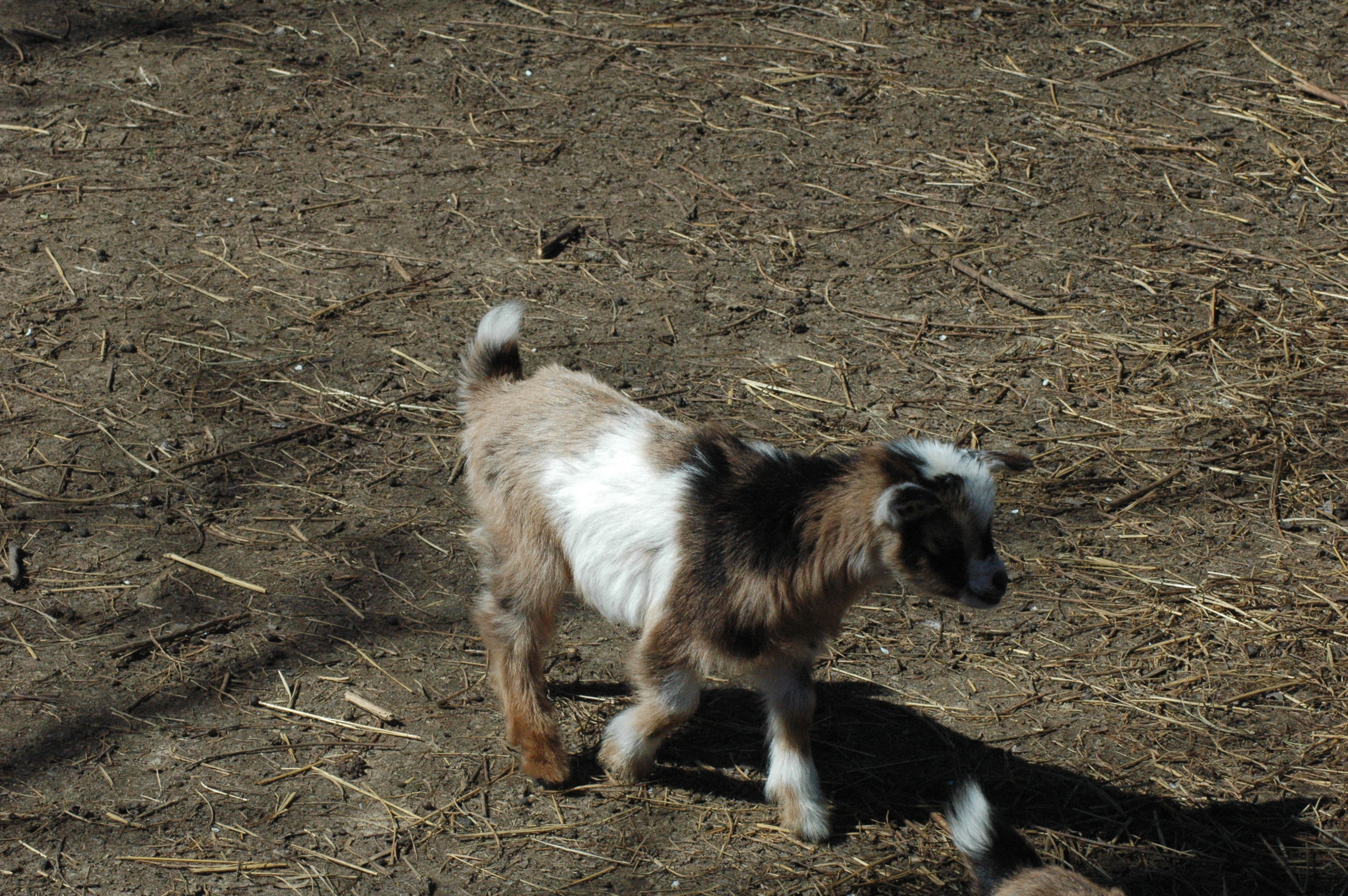 Brown Girl Baby 1 M - Triple 5 Farm-Raised Male Kid