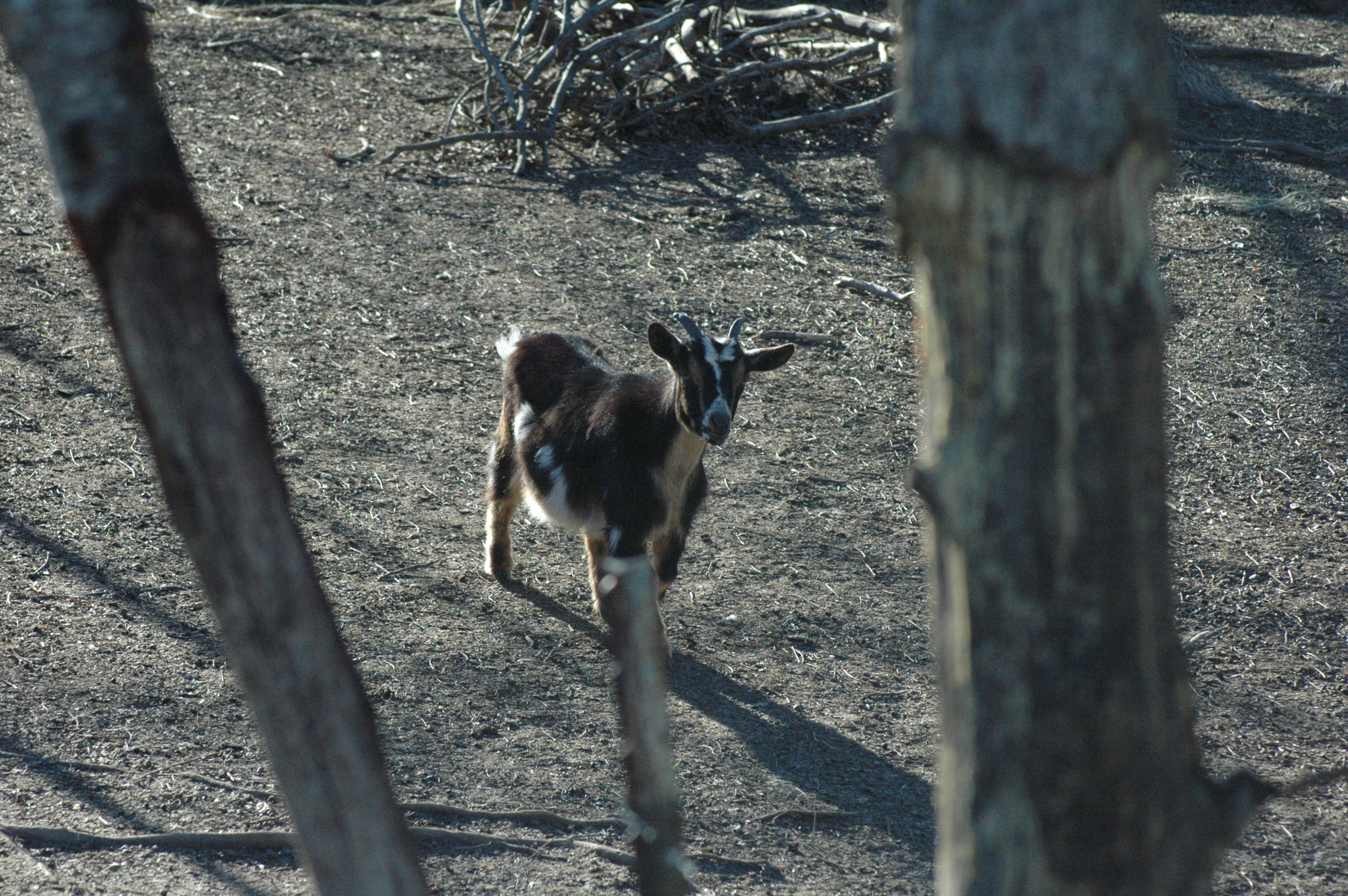Brownie at Triple 5 Farms