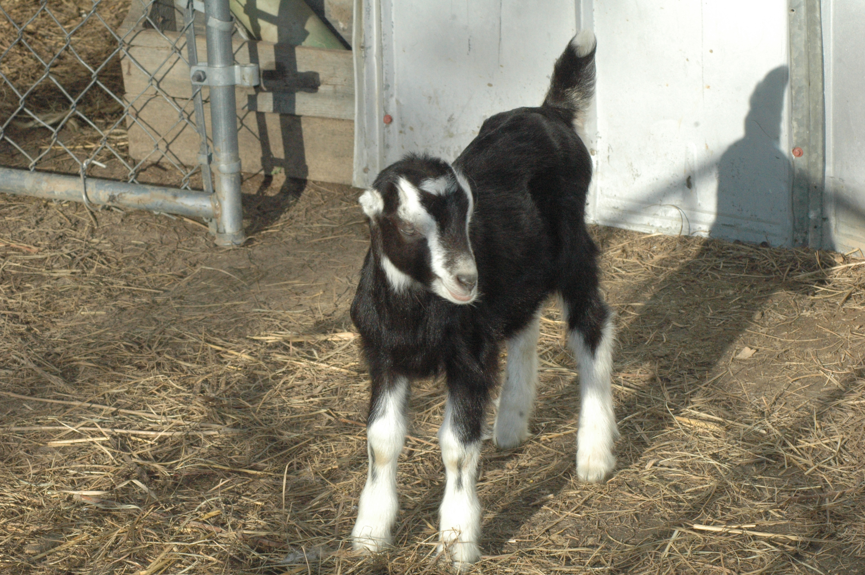 Bubbles at Triple 5 Farms